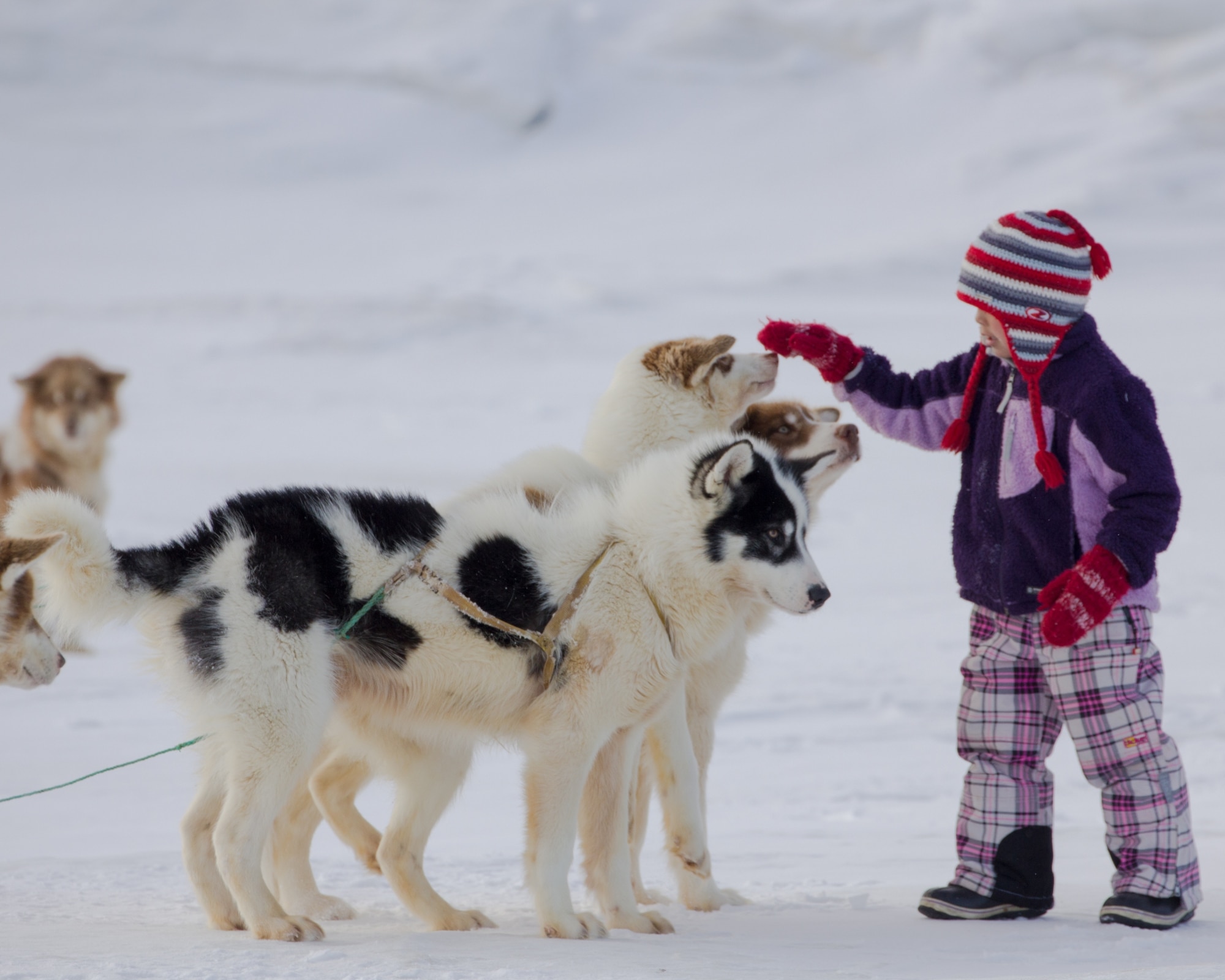 A native Greenlandic child wishes her father’s dog sled team good luck before the dogsled race March 30. Thule Air Base celebrated Armed Forces Day March 30-31 by inviting native Greenlandic residents to the base, some of whom traveled up to three days across the extremely cold environment by dog sled to attend the celebration. (U.S. Air Force photo/Master Sgt. Robert Brown)