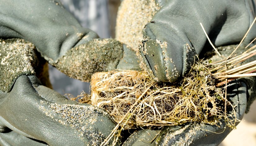 A Soldier breaks up a bulb of salt meadow cordgrass before planting it along the James River shoreline at Fort Eustis, Va., April 25, 2013. Members of the Joint Base Langley-Eustis community rallied to support environmental conservation and sustainment efforts in a week-long celebration in honor of Earth Day April 22-26. (U.S. Air Force photo by Staff Sgt. Wesley Farnsworth/Released)