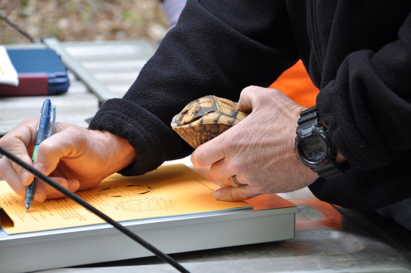 James Dolan, 733rd Civil Engineer Division environmental element wildlife biologist, records information about an eastern box turtle found during the third annual Box Turtle Survey in Training Areas 1 and 2 at Fort Eustis, Va., April 23, 2013. The survey was part of the installation’s Earth Week celebration April 22-26. Box turtles play an important role in determining the health of an environment because they are an indicator species; if they are missing from an environment they are supposed to be found in, it could indicate that something is wrong. Environmental conservation is critical to maintaining healthy environments for Solders to train in. (U.S. Air Force photo by Tech. Sgt. April Wickes/Released) 