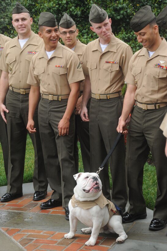Marines from the Marine Helicopter Squadron 1 visit with Sgt. Chesty XIII, the official Marine Corps mascot on April 18, 2013, at Marine Barracks, Washington, D.C. The group traveled to Washington D.C. to tour the Commandant's House and Marine Barracks Washington.