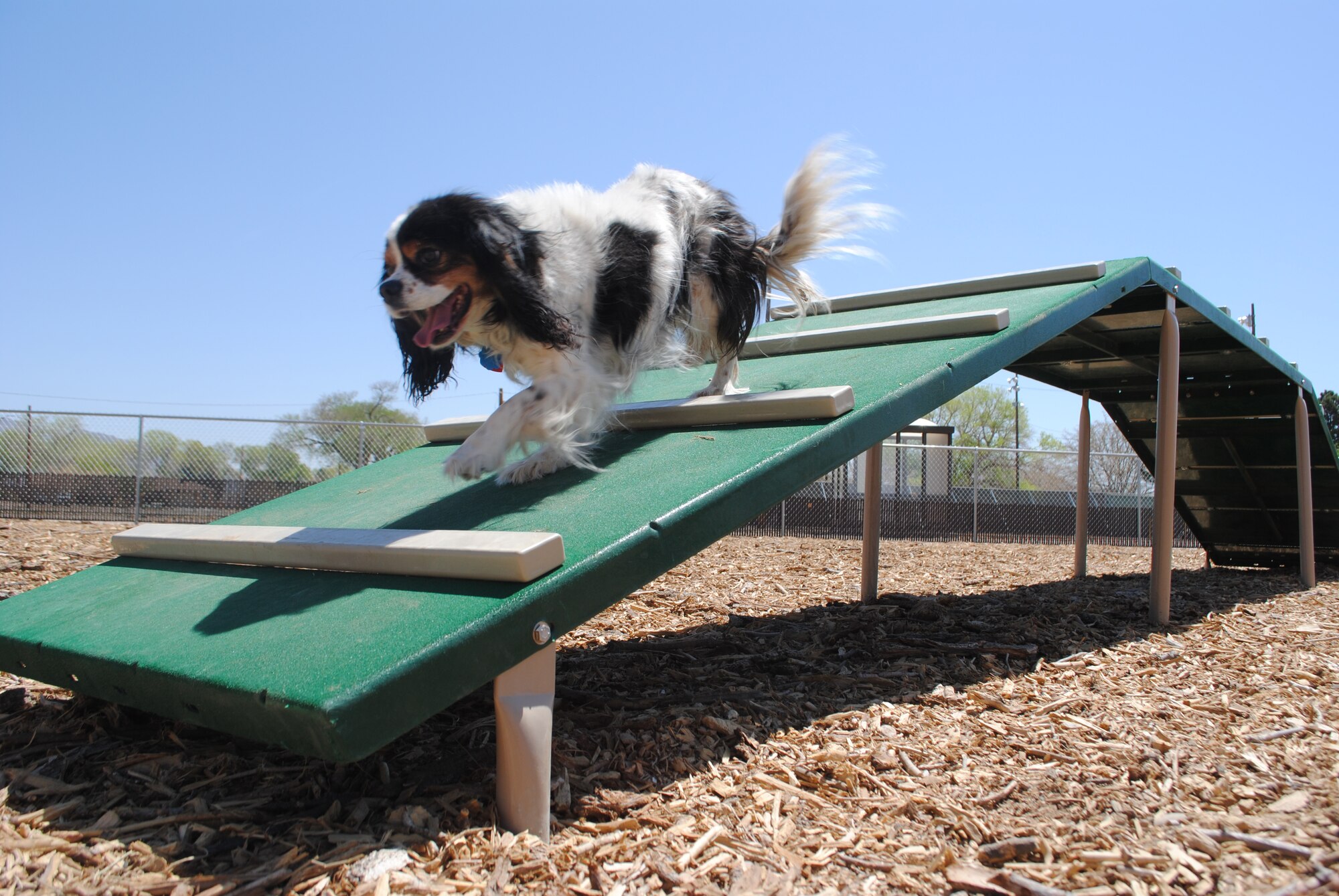 Squid, a Cavalier King Charles Spaniel, runs across a narrow walkway at the new dog park at Kirtland. The dog park was installed after base housing residents requested an area to exercise their pets. (Photo by Jonathan Rejent)