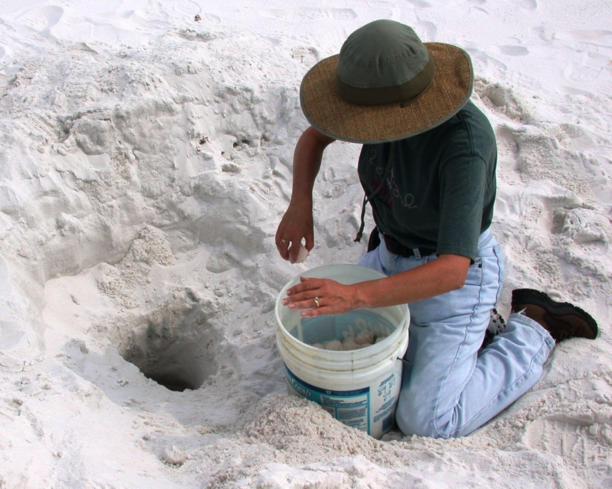 EGLIN AIR FORCE BASE, Fla. -- A biologist here removes sea turtle eggs from a nest located on the beach front there. Female sea turtles lay between 100 and 126 ping-pong ball-sized eggs per nest. Once the sea turtle eggs are removed, the nests are relocated to a different part of the beach to give the hatchlings a better chance of survival. (Courtesy photo)