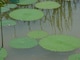 aquatic plants