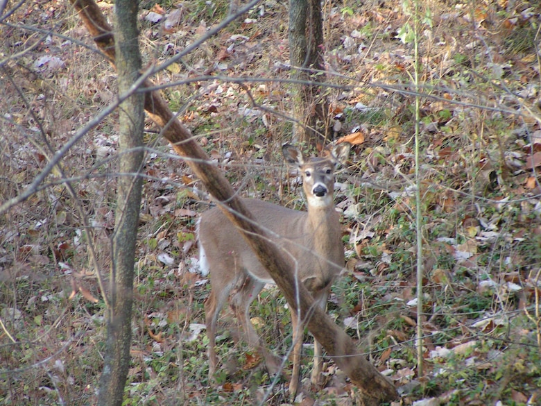 a yearling deer looks at the photographer.