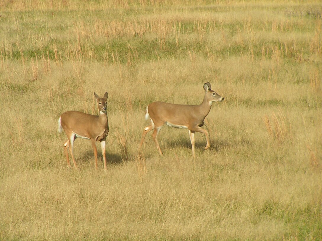 Deer use a hayfield on public hunting ground around the lake to forage.