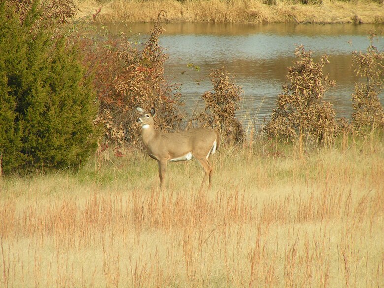 Deer utilize a small pond for a water source.