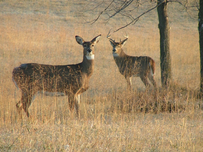 2 deer stand in a hayfield around the lake.