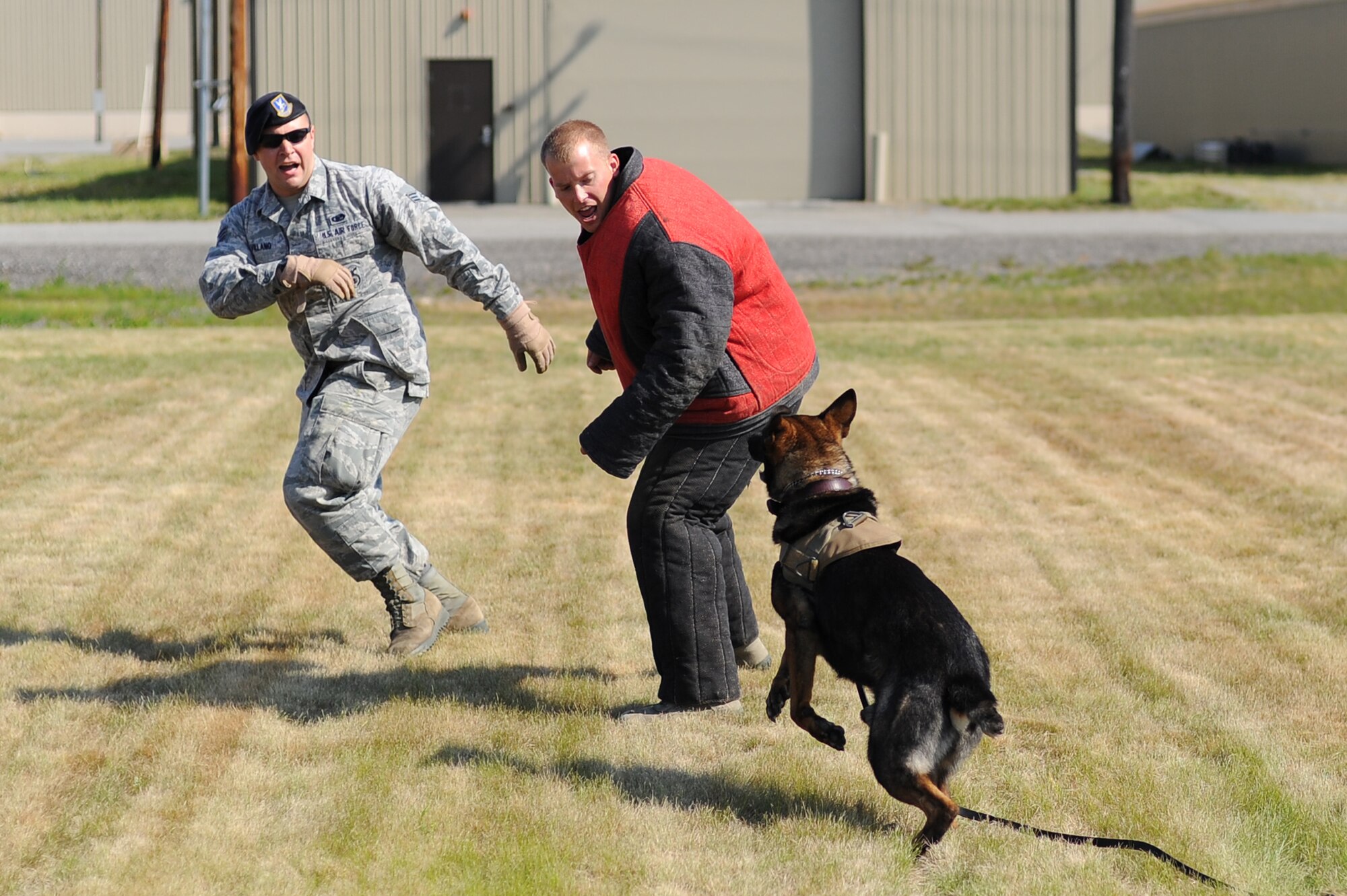 U.S. Air Force Senior Airmen Zachary Villano and David Ferro, 354th Security Forces Squadron K-9 handlers, train military working dog Spiky during a demonstration, July 30, 2013, Eielson Air Force Base, Alaska. The dogs are highly trained to obey specific commands to apprehend assailants. (U.S. Air Force photo by Staff Sgt. Jim Araos/Released)