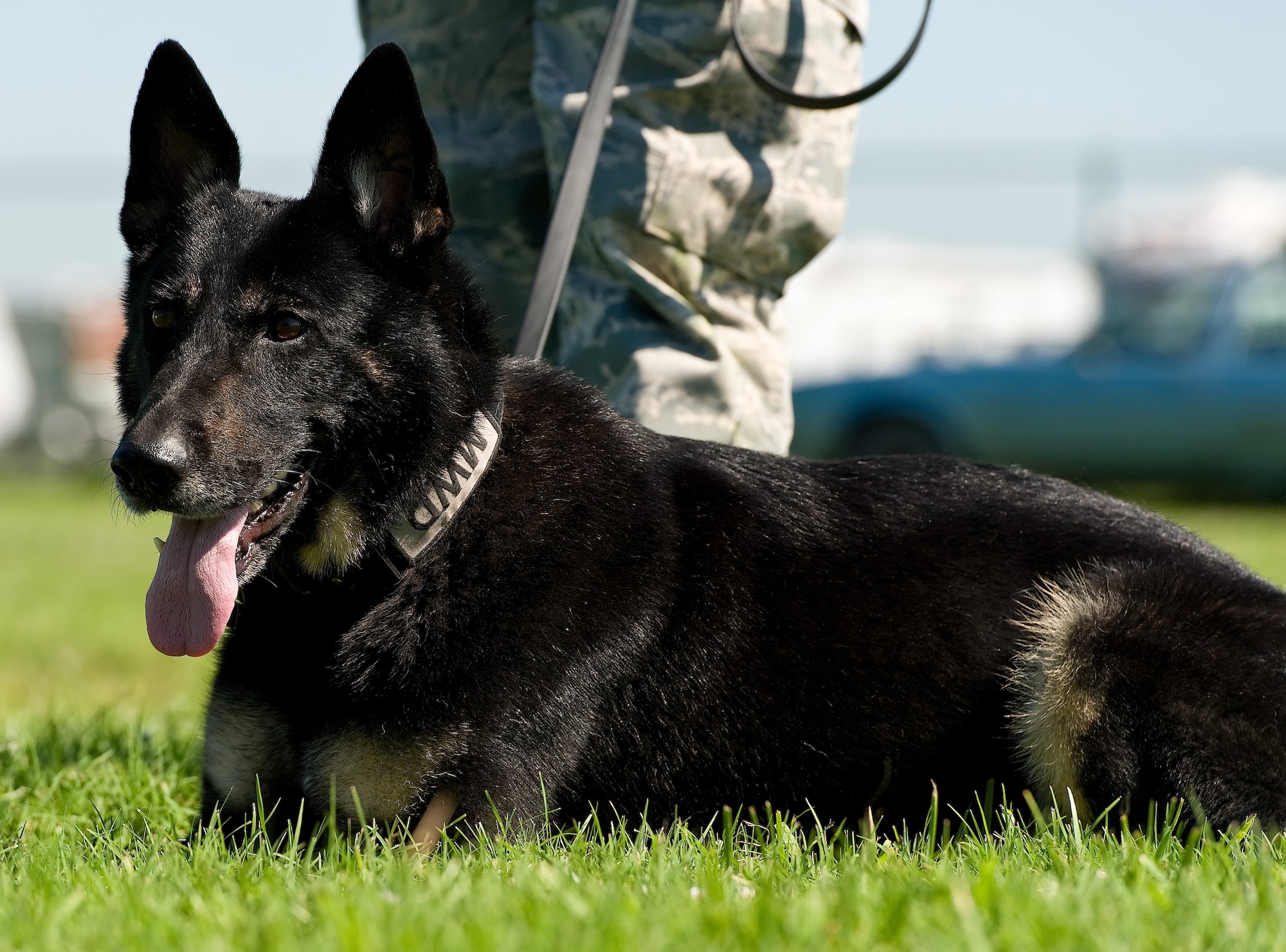Body, a military working dog with the 436th Security Forces Squadron, awaits for a command by MWD handler Staff Sgt. Nicholas Lewis July 30, 2013, at Dover Air Force Base, Del. Body, a three and a half-year old, 69-pound German Shepherd, has been stationed at Dover AFB for one year and is scheduled to deploy to Afghanistan in the near future. (U.S. Air Force photo/Roland Balik)