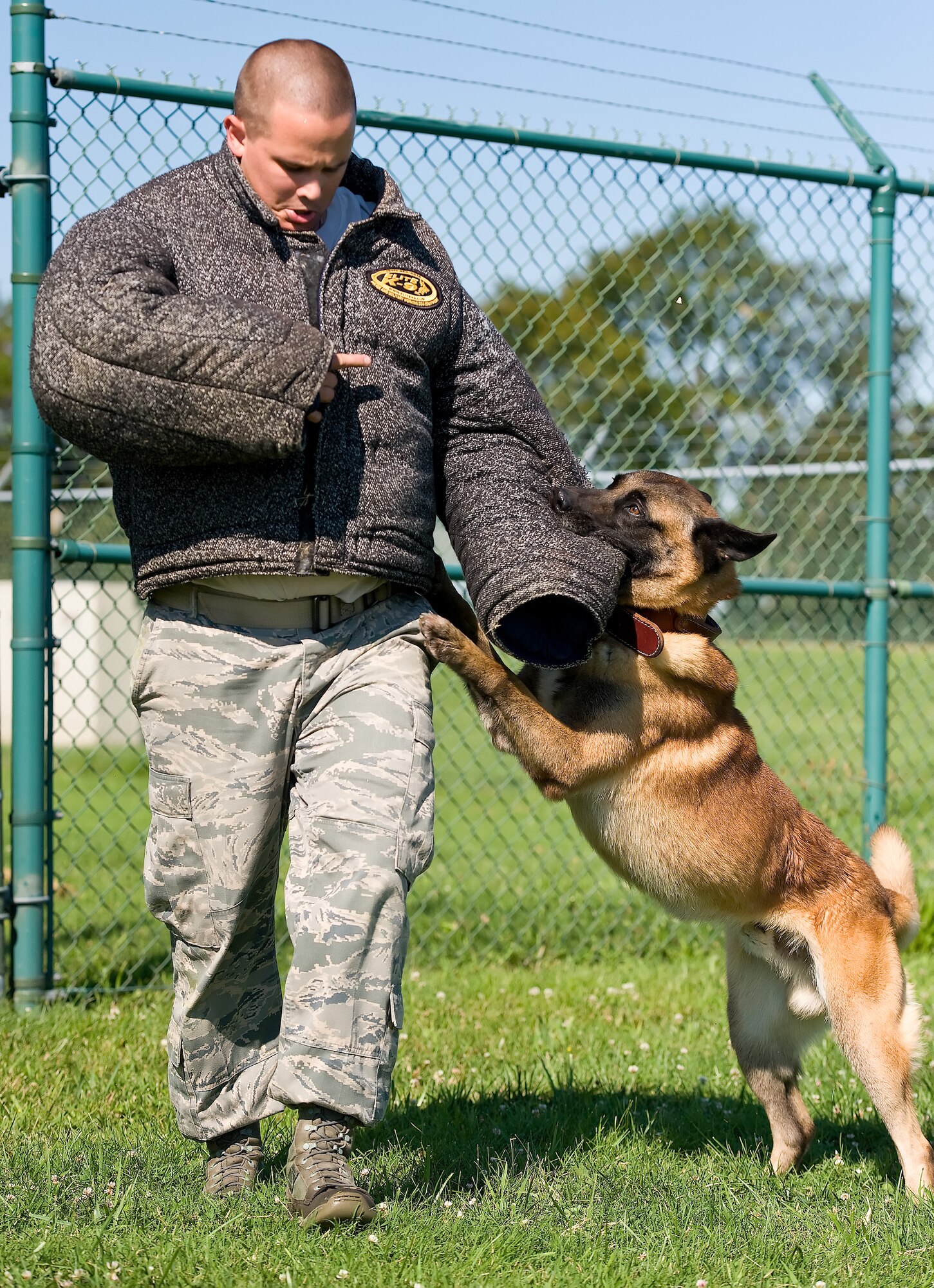 Staff Sgt. Nicholas Lewis, a military working dog handler with the 436th Security Forces Squadron, unsnaps his bite suit as MWD Cuervo holds onto the sleeve July 30, 2013, at Dover Air Force Base, Del. Cuervo, a six-year old, 67-pound Belgian Malinois, was given the jacket after the training demonstration as positive reinforcement training. (U.S. Air Force photo/Roland Balik)