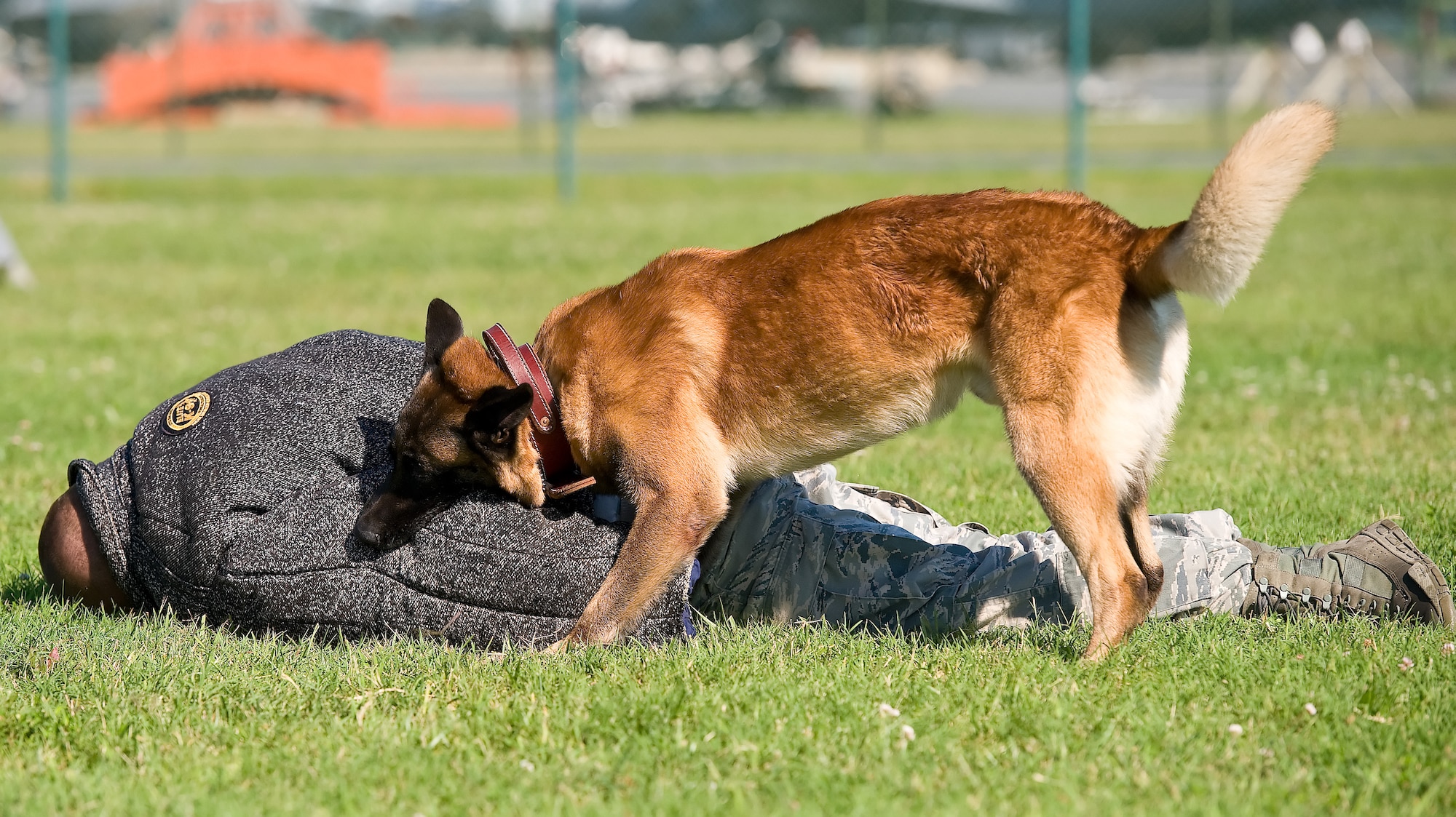Cuervo, a military working dog, bites the arm of Staff Sgt. Nicholas Lewis, a MWD handler with the 436th Security Forces Squadron July 30, 2013, at Dover Air Force Base, Del. Cuervo, a Belgian Malinois, was one of three MWDs used in a training demonstration for The News Journal. (U.S. Air Force photo/Roland Balik)
