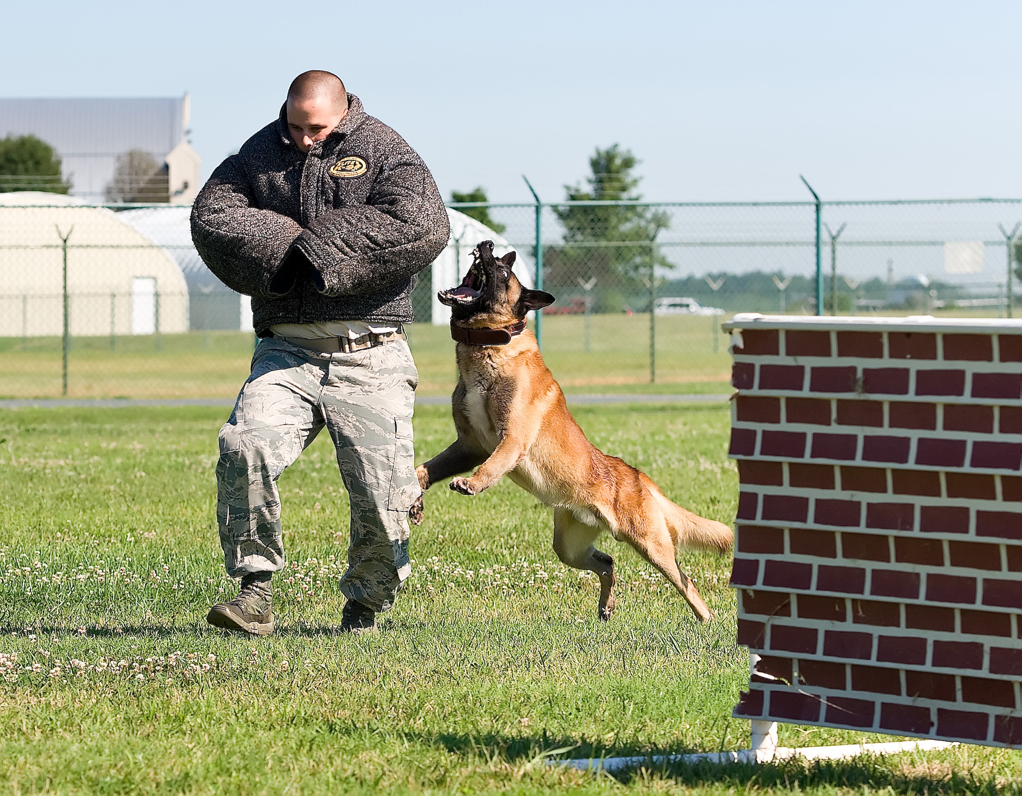 Staff Sgt. Nicholas Lewis, a military working dog handler with the 436th Security Forces Squadron, runs away from MWD Cuervo July 30, 2013, at Dover Air Force Base, Del. Cuervo, a six-year old, 67-pound Belgian Malinois, targeted Lewis? arm during a training demonstration for The News Journal. (U.S. Air Force photo/Roland Balik)