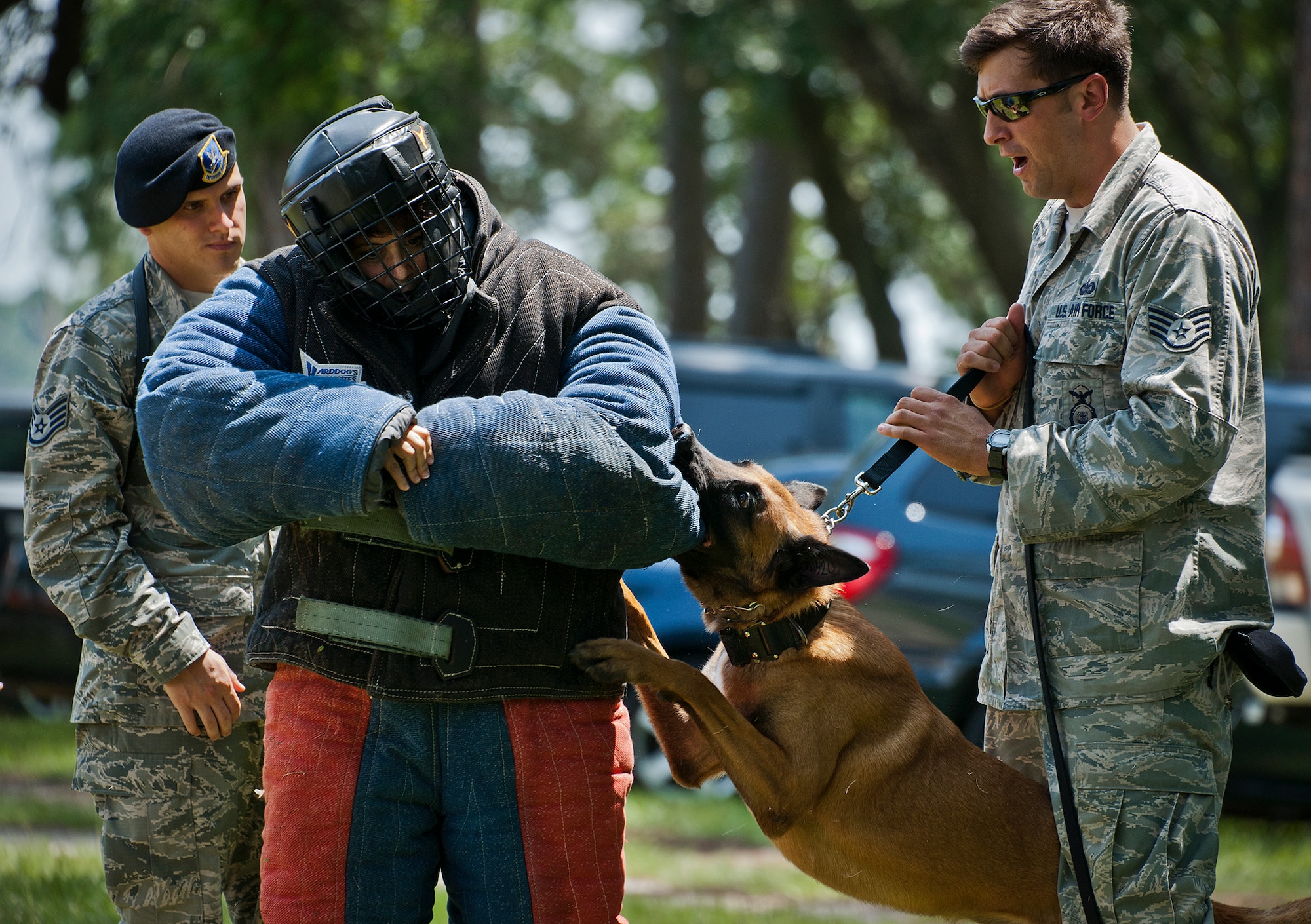 Arko gets a taste for Senior Master Sgt. Robyn Fulkerson, of the 513th Electronic Warfare Squadron, before he chases her down during a military working dog demonstration by the 96th Security Forces Squadron at Eglin Air Force Base, Fla., Aug. 2.  The 96th currently has five K-9 security forces teams working on base. (U.S. Air Force photo/Samuel King Jr.)