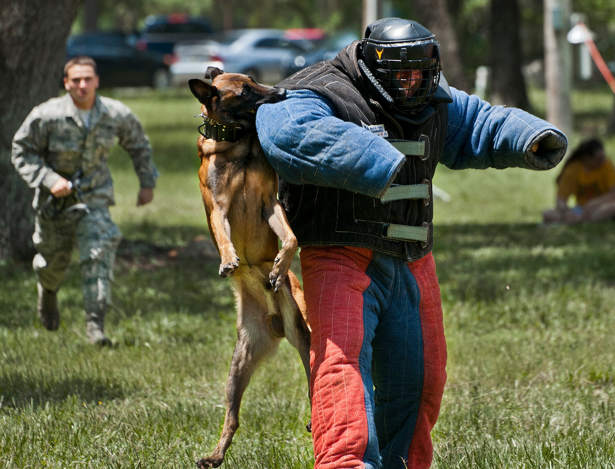 Senior Airman Eric Murtishaw, of the 16th Electronic Warfare Squadron, is run down by Gaskon, a 5-year old Belgian Malnois, during a military working dog demonstration by the 96th Security Forces Squadron at Eglin Air Force Base, Fla., Aug. 2.  The 96th currently has five K-9 security forces teams working on base. (U.S. Air Force photo/Samuel King Jr.)