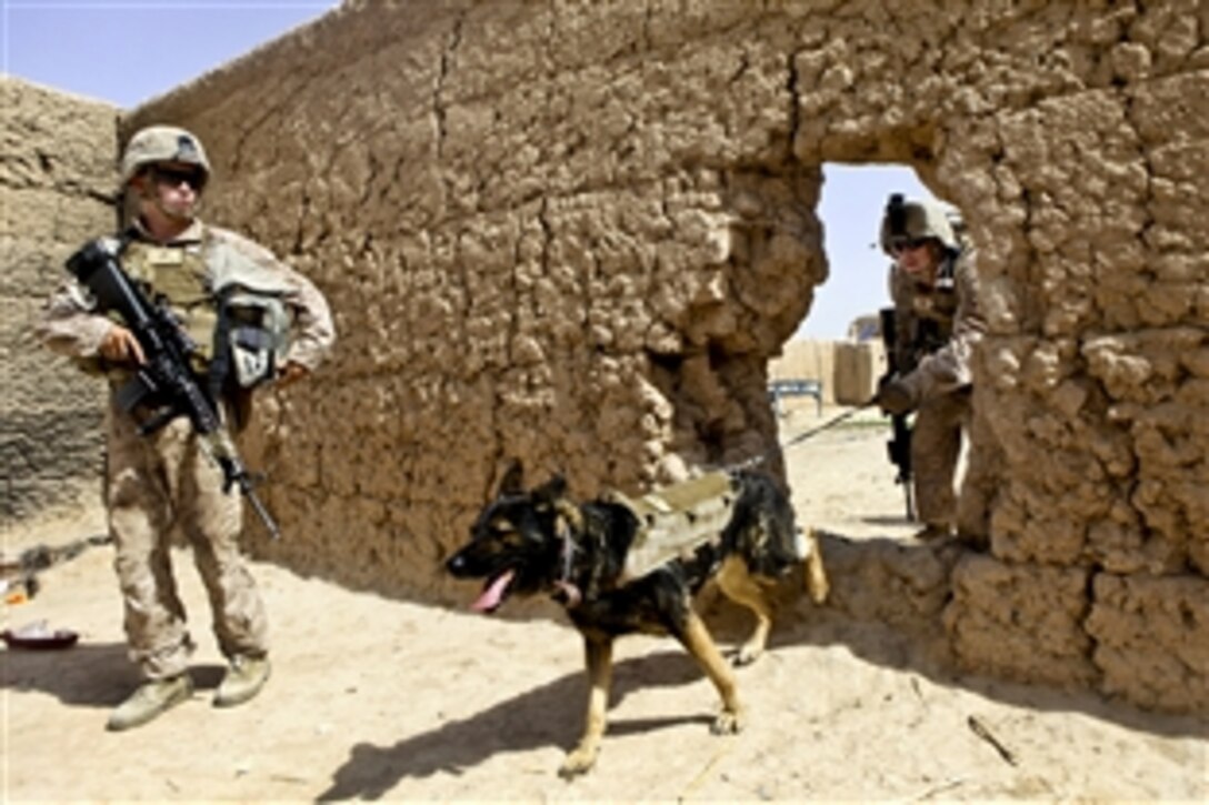 U.S. Marine Corps Cpl. Quinton McCloud, right, and Zamp, a military working dog trained to detect improvised explosive devices, search inside an Afghan compound for any evidence of insurgency and weapons during Operation Grizzly IV near Patrol Base Boldak in Helmand province, Afghanistan, July 29, 2013. McCloud is assigned to Fox Company, 2nd Battalion, 2nd Marine Regiment.