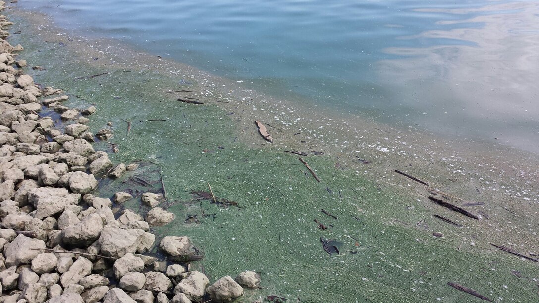 Harmful algal blooms at J. Edward Roush Lake in Huntington, Ind., summer 2013.
