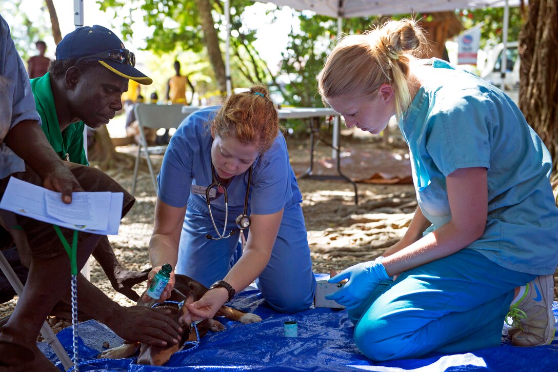 Amanda Hedman, center, a veterinary technician volunteering with World Vets, a nongovernmental organization, tattoos an animal to denote that a spay or neuter has been performed at the sterilization and wellness clinic during Pacific Partnership 2013 in Gizo, Solomon Islands, Aug. 2, 2013.