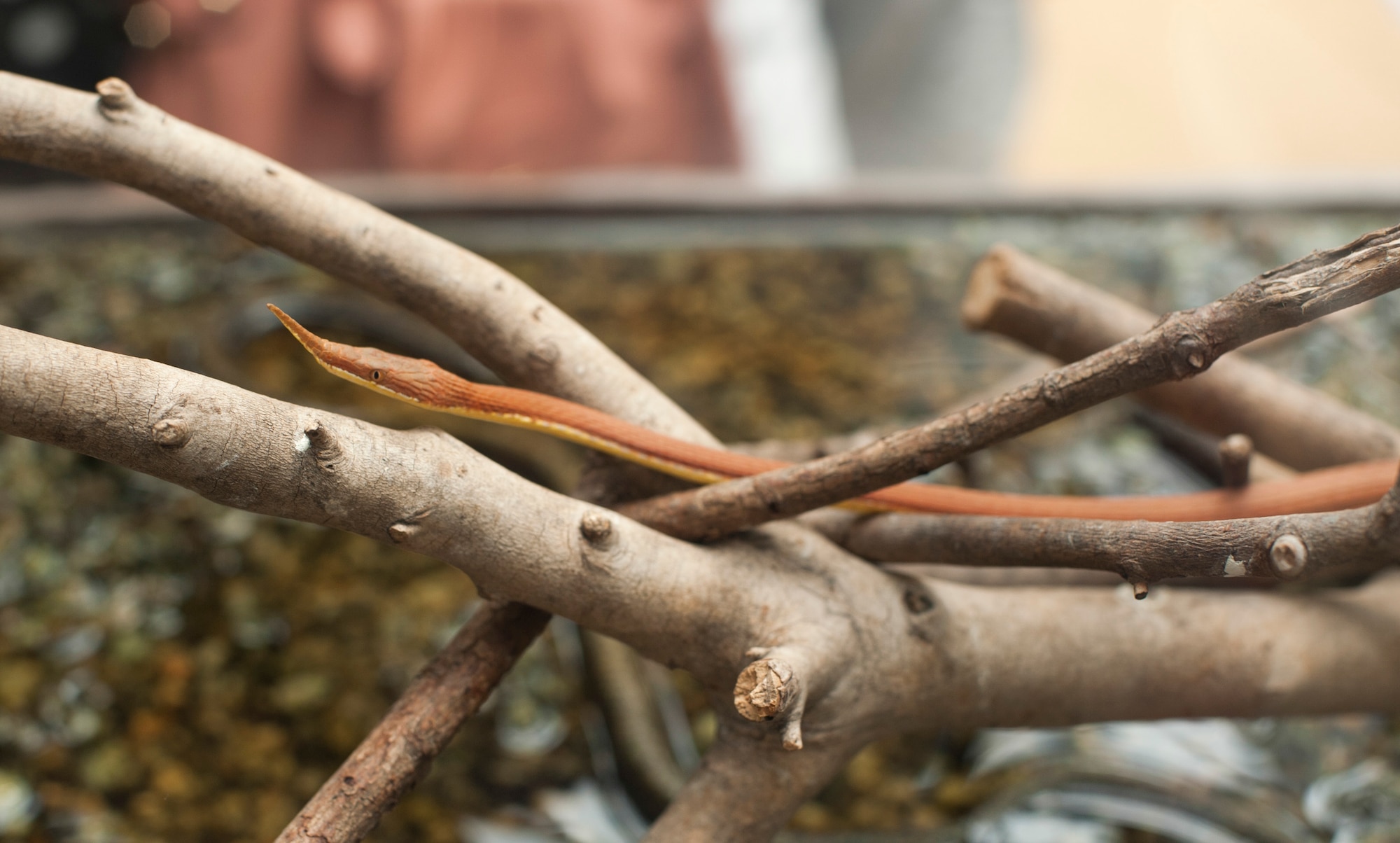 A Leaf-nosed snake (Langaha madagascariensis) slithers over branches at the vivarium section of Ueno Zoo Aug. 6, 2013. Ueno Zoo has more than 2,600 animals from 464 different species. (U.S. Air Force photo by Senior Airman Michael Washburn)