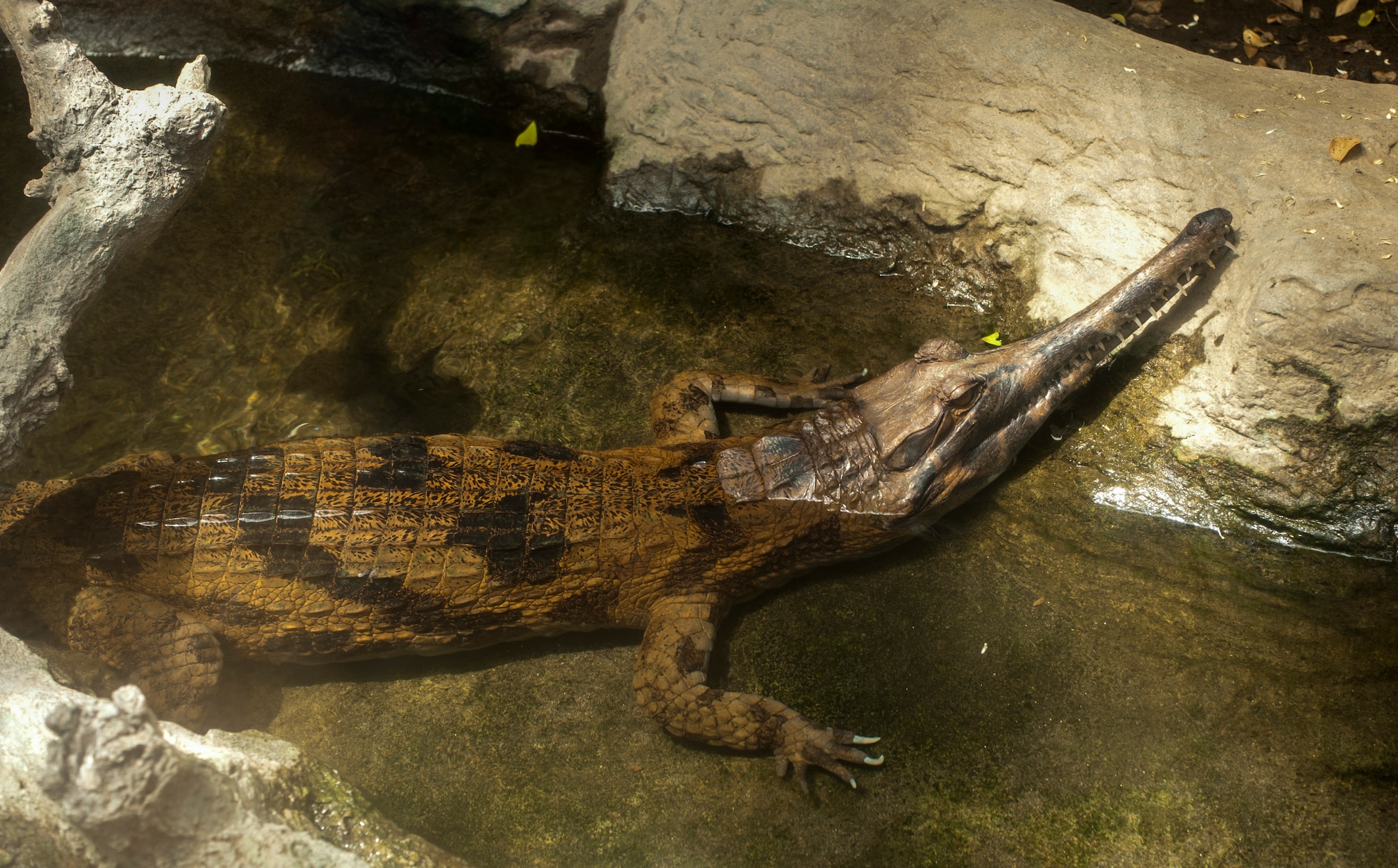 A Malayan Gharial (Tomistoma schlegelii) lays in its enclosure at Ueno Zoo Aug. 6, 2013. The gharial is a carnivore that mainly feeds on fish. Their slender snout allows them to move quickly underwater. (U.S. Air Force photo by Senior Airman Michael Washburn)