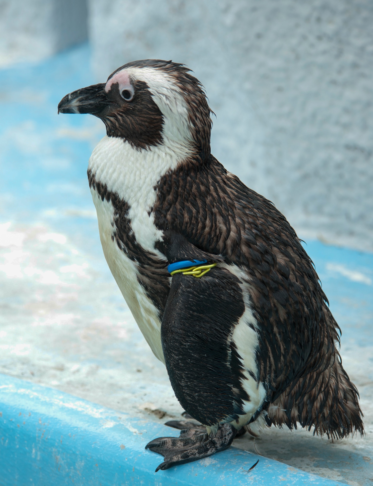 A penguin (Spheniscus demersus) begins to dry off after swimming in the penguin pool at Ueno Zoo Aug. 6, 2013. The largest subspecies of penguin is the Emperor Penguin. Penguins eat only seafood and have to eat their food whole because they don’t have any teeth. (U.S. Air Force photo by Senior Airman Michael Washburn)