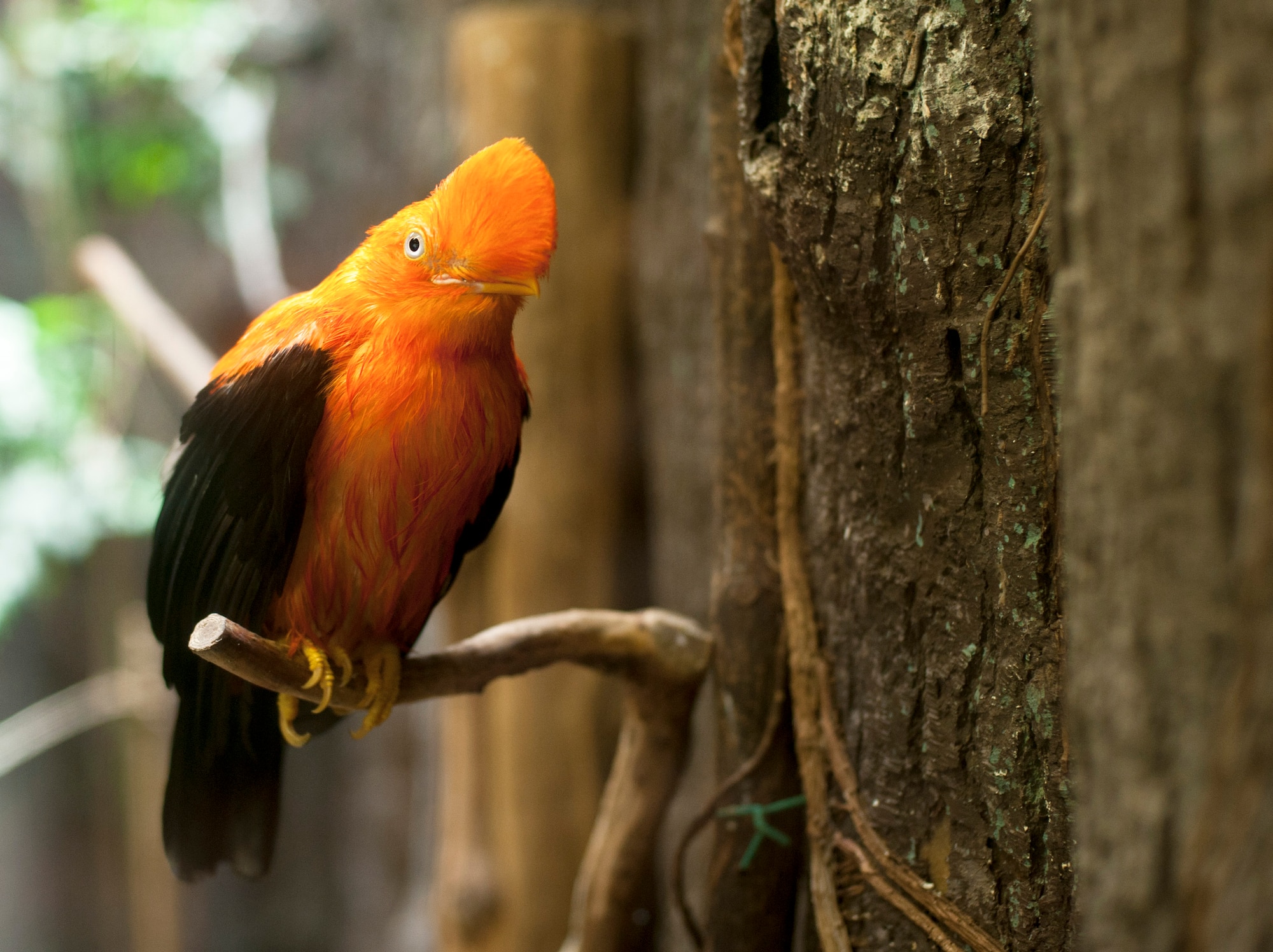 An Andean Cock-of-the-rock (Rupicola peruvianus) sits on a branch at Ueno Zoo Aug. 6, 2013. The Andean Cock-of-the-rock is Peru’s national bird and is native to South America. (U.S. Air Force photo by Senior Airman Michael Washburn)