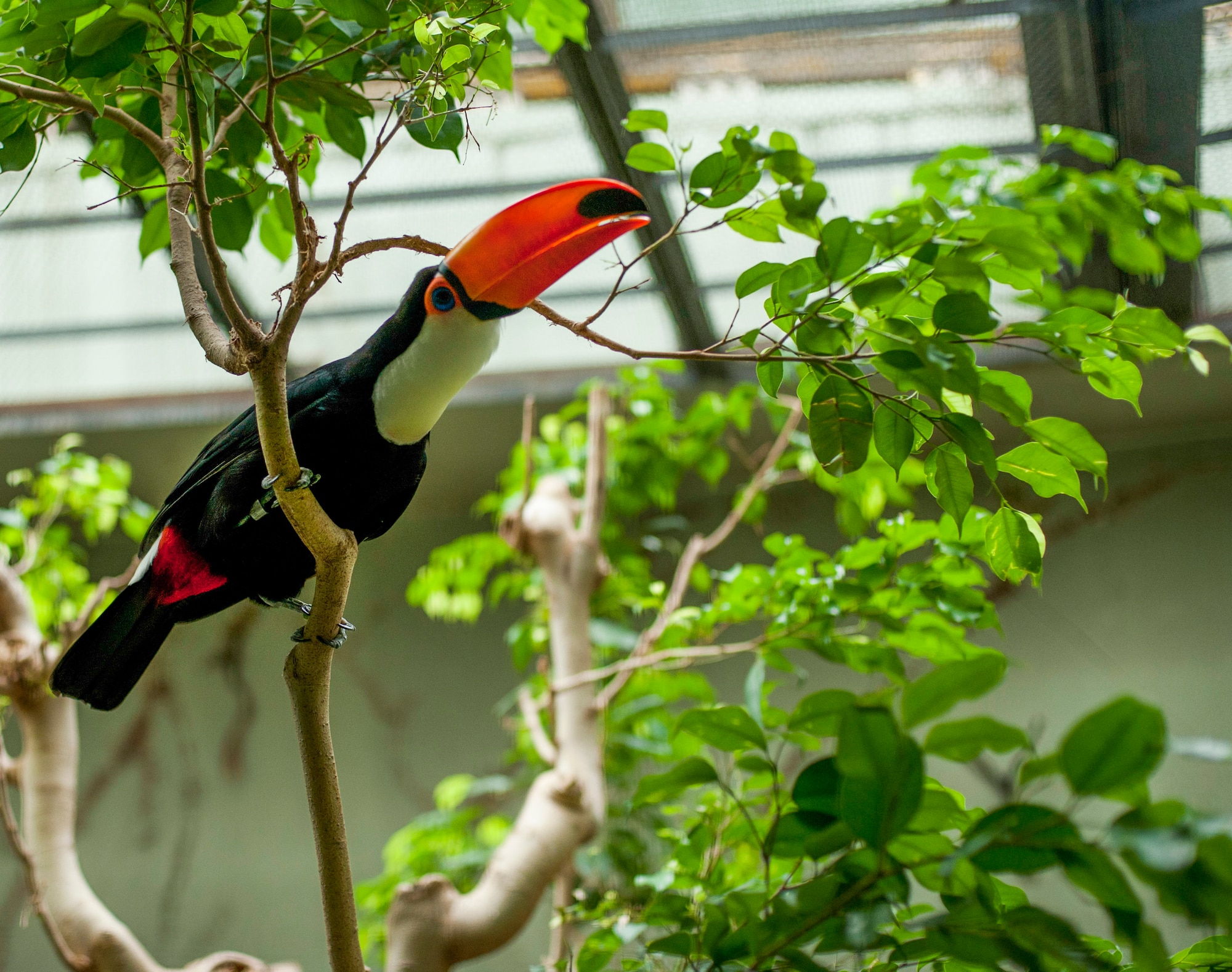 A Toco Toucan (Ramphastos toco) looks for a snack at Ueno Zoo Aug. 6, 2013. Toucans are omnivores and have a bill length of seven and a half inches. Toucans can use their bill to reach fruit that are on branches too small to support their weight. (U.S. Air Force photo by Senior Airman Michael Washburn)