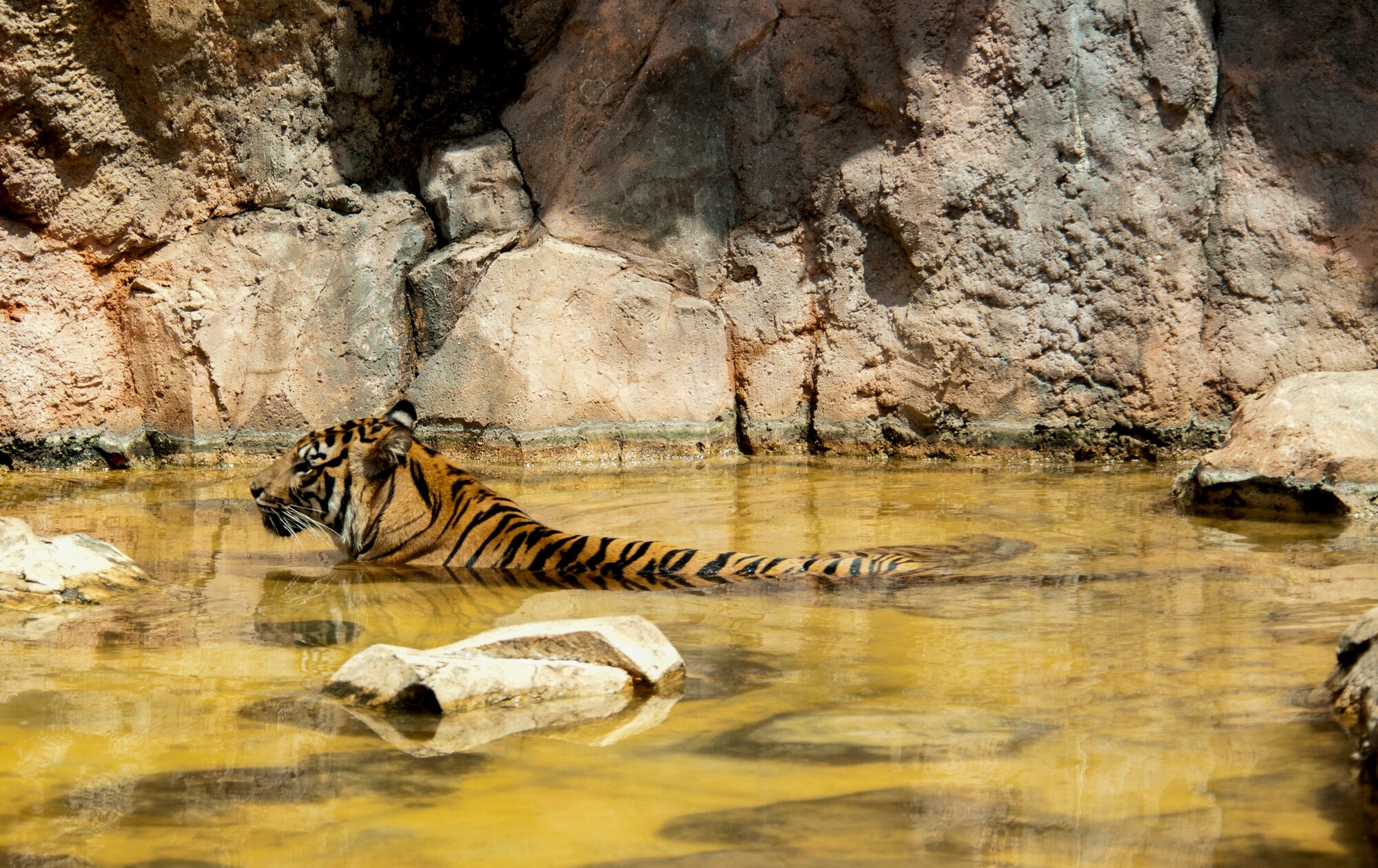 A tiger (Panthera tigris) cools off from the hot sun at Ueno Zoo Aug. 6, 2013. Tigers can weigh as much as 670 lbs. and can have a 26-year life span. (U.S. Air Force photo by Senior Airman Michael Washburn)