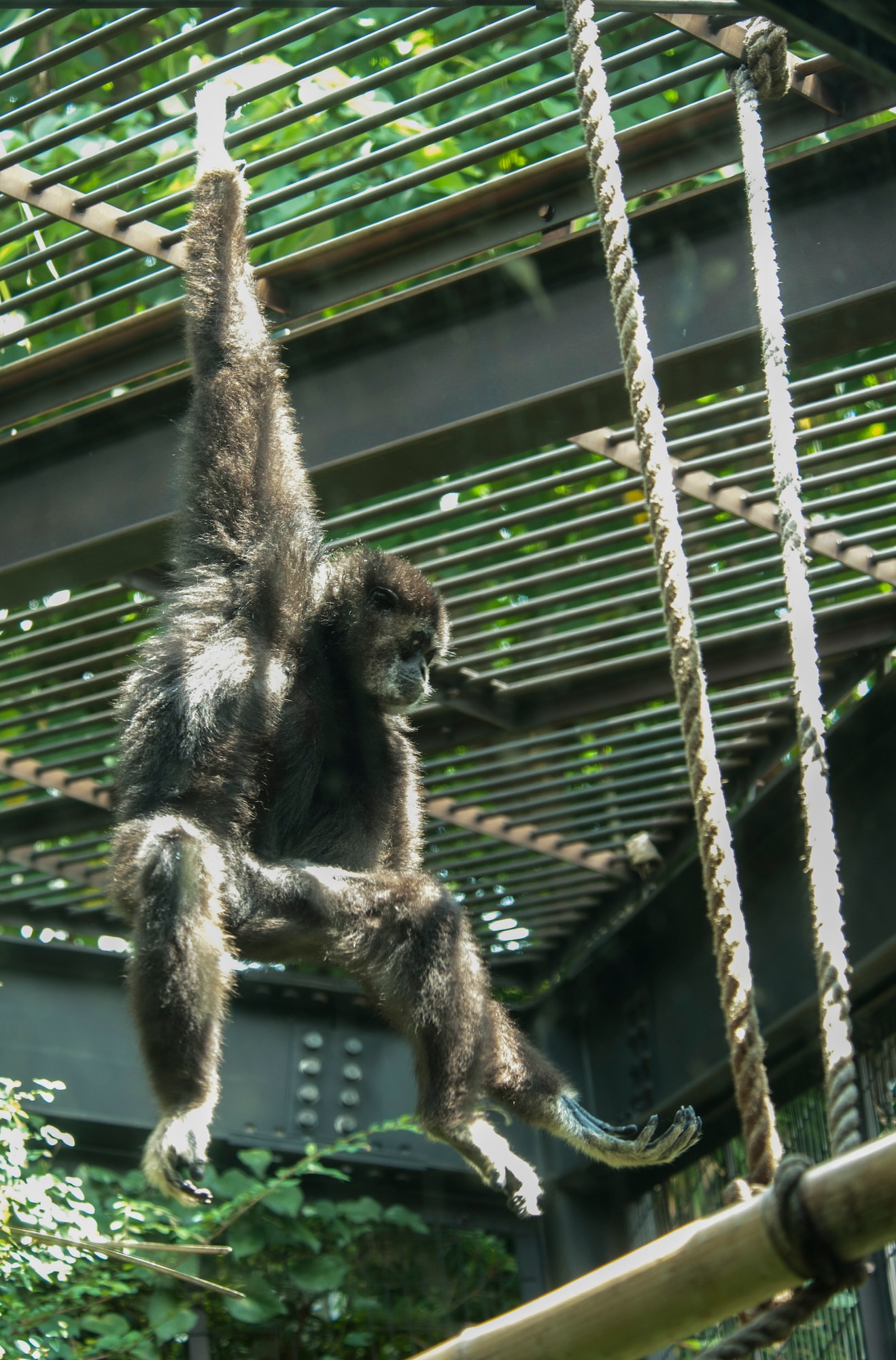 A gibbons hangs from the roof of his enclosure at Ueno Zoo Aug. 6, 2013. Ueno Zoo is the oldest zoo in Japan. It was founded in 1882 and is roughly 35 square acres in size. (U.S. Air Force photo by Senior Airman Michael Washburn)
