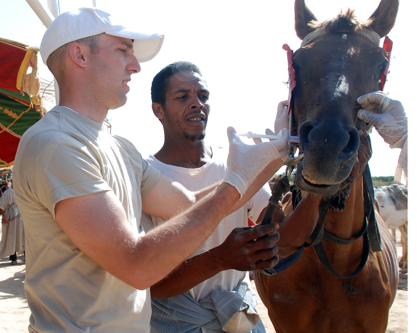 Army Staff Sgt. Kyle D. Gaerte of the Utah National Guard vaccinates a horse with a de-worming medicine during Exercise African Lion 2009.