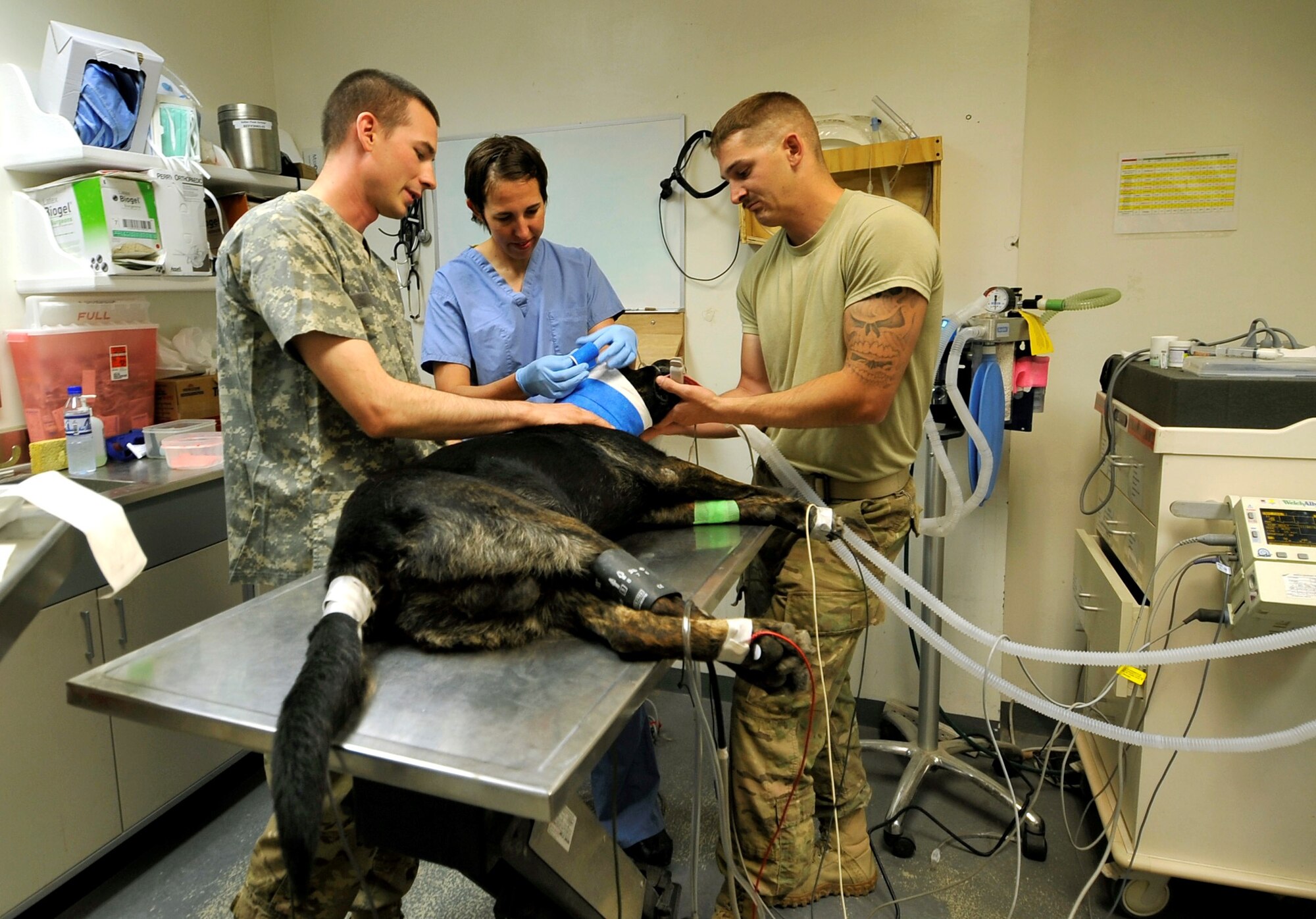 Major Jamie Swartz, an ear nose and throat surgeon, wraps an Army military working dogs head after an ear examination in the Craig Joint Theater Hospital’s veterinarian clinic on Bagram Airfield, Afghanistan, July 22, 2013. Swartz recently saw and treated the dog for an ear infection, ruptured ear drum and auricular hematoma. Swartz is the only ear, nose and throat surgeon in the hospital, and consults with the vet clinic when needed. (U.S. Air Force photo/Staff Sgt. Stephenie Wade)
