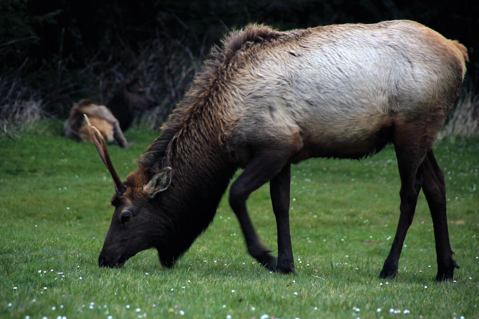 Wildlife graze at Camp Rilea, Ore., where Soldiers from the 351st Civil Affairs Command came together for the annual Best Warrior Competition, April 9 to 13, 2012.