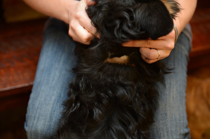 Staff Sgt. Shelby Bird, 20th Force Support Squadron Airman Leadership School instructor, exposes a scar on her dog Zani’s neck, Wedgefield S.C., Nov. 11, 2012. Bird rescued the dog. Zani has the scar because her first owners placed a puppy collar on her neck and did not adjust it as Zani grew. The collar had to be surgically removed after it became embedded in her neck. (U.S. Air Force photo by Airman 1st Class Daniel Blackwell/Released)
