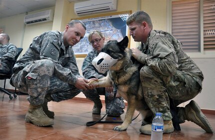 U.S. Army 2nd Lt. Justin Gilliam, 2/138th Field Artillery Regiment medic, takes U.S. Navy military working dog Adela’s pulse May 21, 2013, during a MWD care under fire class taught by U.S. Army Capt. Danielle Diamond (center), Combined Joint Task Force-Horn of Africa Surgeon Cell veterinarian. While U.S. Navy Master-at-Arms 3rd Class Ryan Ezell, Adela’s handler, restrained her during the hands-on class instruction, he and Diamond ensured the medics understood restraining and training a MWD, or its handler, downrange will likely entail considerably more difficulty.