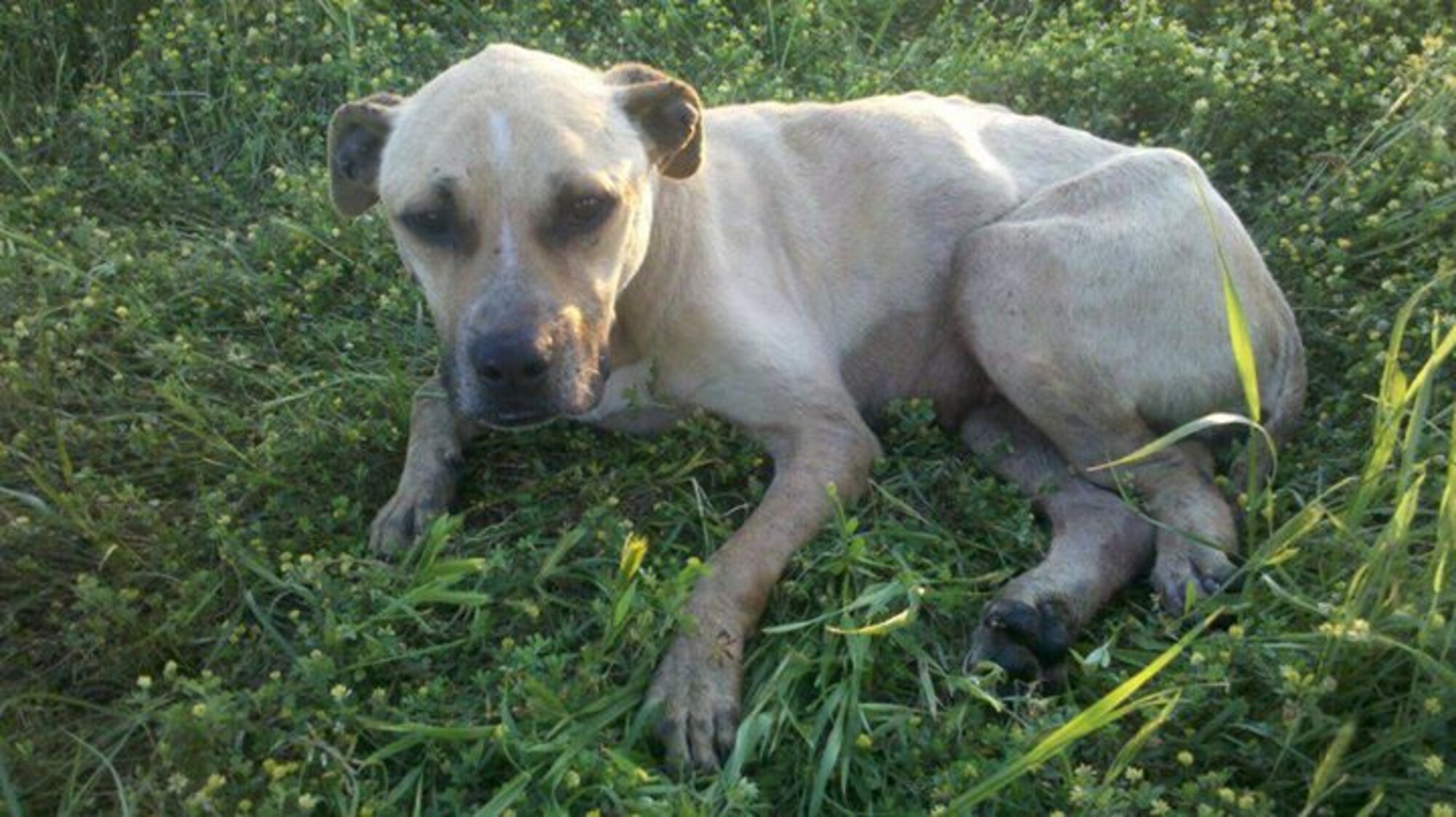 Belle, a dog rescued by Staff Sgt. Shelby Bird, 20th Force Support Squadron Airman Leadership School instructor, sits in the field where she was found in Sumter S.C., April 1, 2012. Belle suffered alone in the field for five days; she was malnourished and had open wounds and fire ants across her body before Bird rescued her. She died hours after being rescued. In honor of her, the Birds started “For Belle’s Sake Rescue and Rehabilitation,” an animal rescue, rehabilitation, adoption and pet watching service. (Courtesy photo)