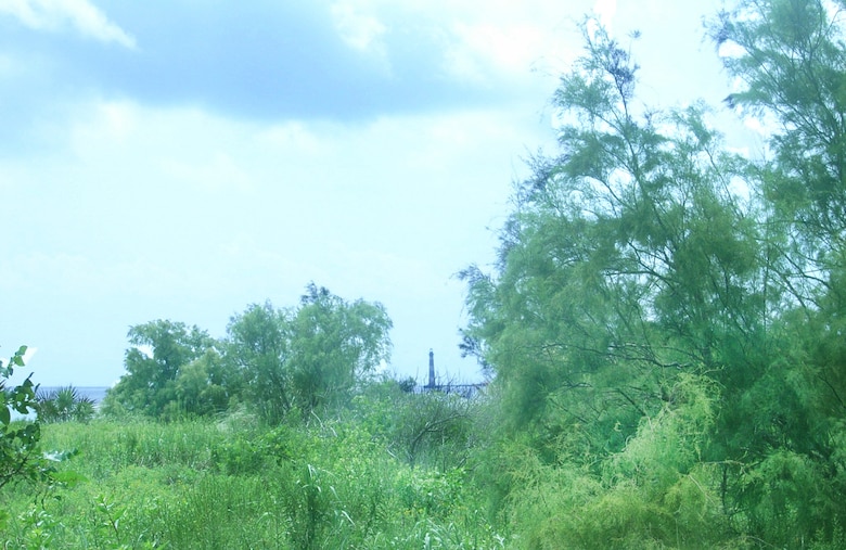 The Charleston District will be clearing brush that has grown on the Morris Island disposal site in order to pump dredged material from Charleston Harbor.