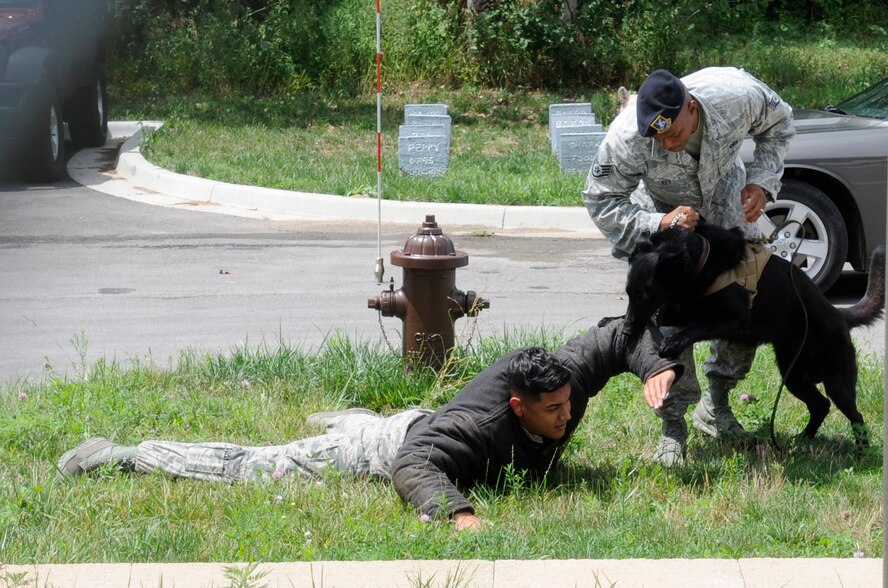 U.S. Air Force Staff Sgt. John Key, 509th Security Forces Squadron military working dog handler, and his MWD, Buda, take down an aggressor during a demonstration for former Chief Master Sgt. of the Air Force Robert Gaylor during his visit to Whiteman Air Force Base, Mo., Aug. 7, 2013. Before becoming CMSAF, Gaylor served as a military policeman for 18 years. (U.S. Air Force photo by Staff Sgt. Alexandra M. Boutte/Released)