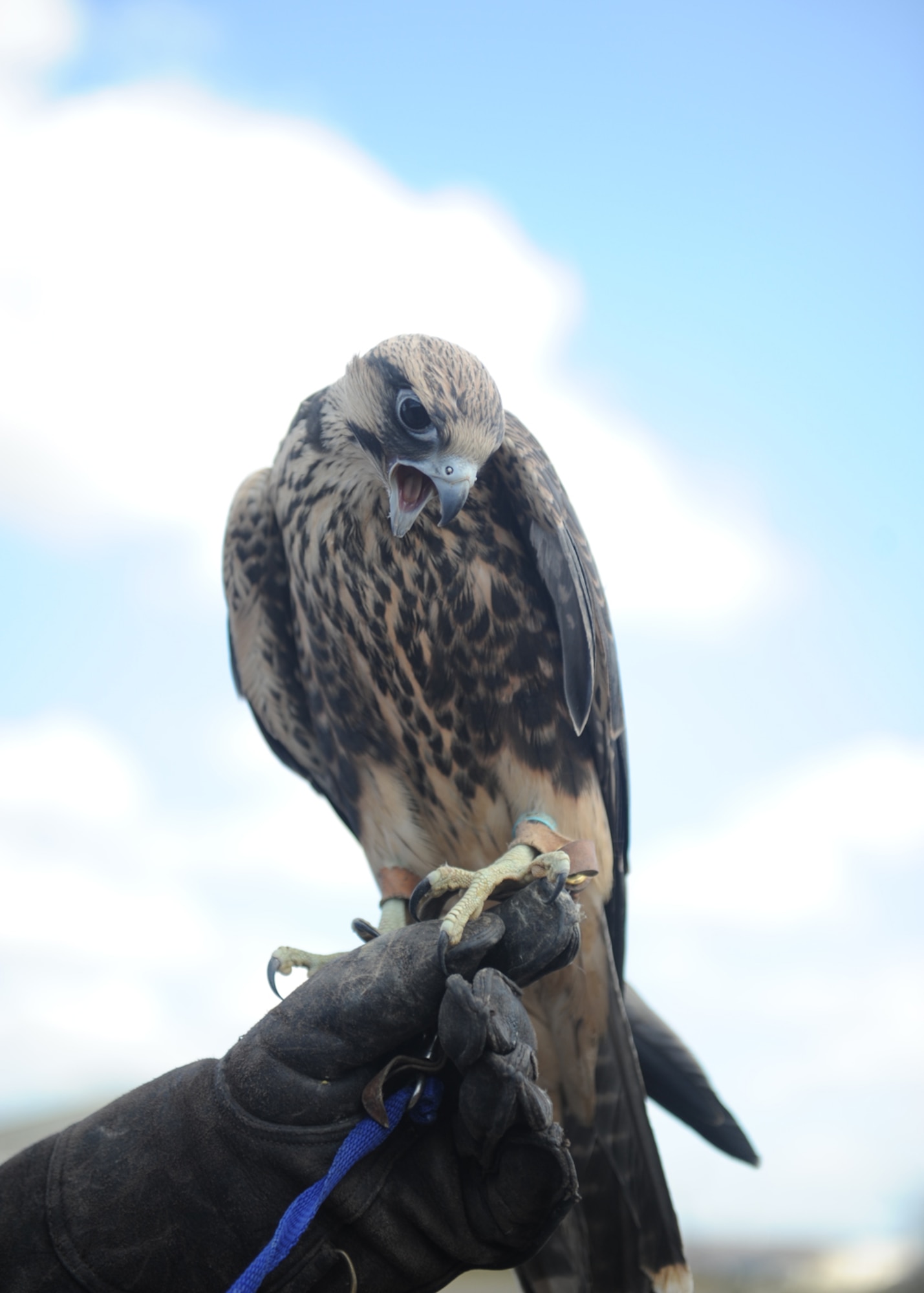 Lola, a 7-week-old Lanner falcon, looks for food from handler Keith Mutton, owner of Phoenix Bird Control from Sedge Fen near Brandon, Suffolk, July 19, 2013, on RAF Mildenhall, England. Phoenix Bird Control is contracted to patrol the runways of RAF Mildenhall and RAF Lakenheath 24/7. It also provides bird control on RAF Fairford. Mutton bred Lola, as he does the majority of his birds of prey, and at less than two months old she is almost fully grown. He has more than 20 birds of prey, including a variety of falcons, hawks and Eagle owls. (U.S. Air Force photo by Airman 1st Class Preston D. Webb/Released)