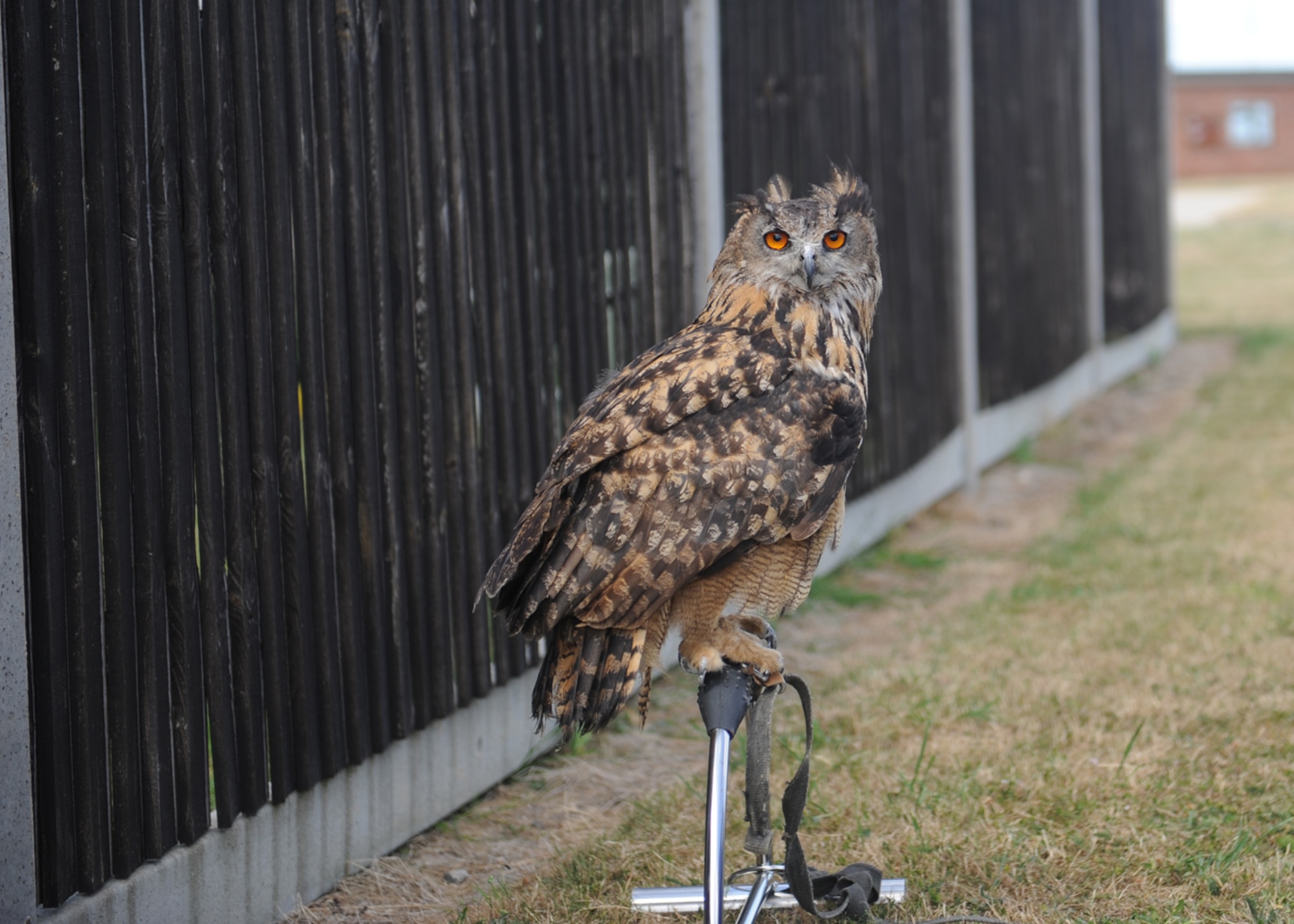 Twinkle, an Eagle owl, watches out for unwanted visitors as she waits patiently for her owner, Keith Mutton, known as “the bird man” July 19, 2013, on RAF Mildenhall, England. Mutton owns Phoenix Bird Control, a company contracted to run the bird aircraft strike hazard program, alongside the 100th Air Refueling Wing Safety office here,  at RAF Lakenheath and at RAF Fairford. As part of the BASH program, Harris hawks, Peregrine and Lanner falcons are also used to keep away flocks of birds on the flightline. (U.S. Air Force photo by Airman 1st Class Preston D. Webb/Released)