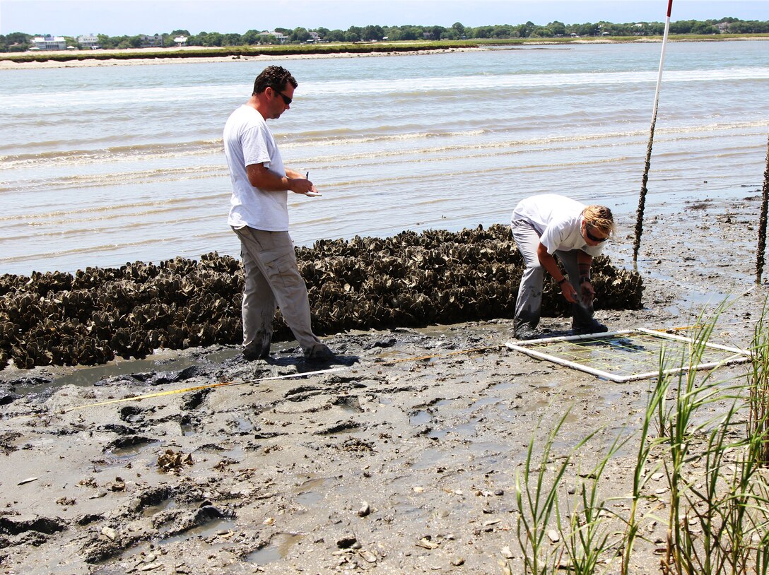 In 2012, the Charleston District installed "oyster castles" in the Atlantic Intracoastal Waterway to promote oyster growth and protect against erosion. One year later, the project has been very successful.