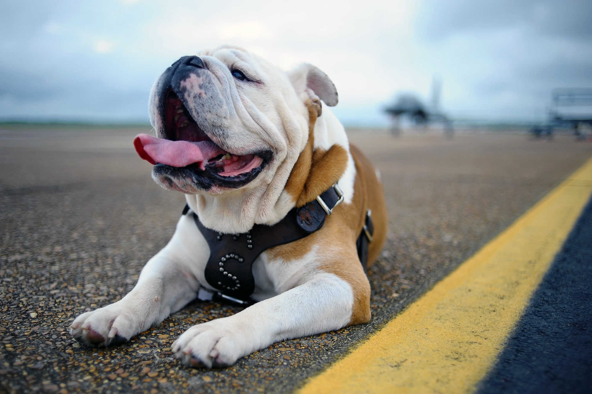 Bully, the Mississippi State University mascot, came to visit Columbus AFB August 13 for a promotional photo shoot. Seen here taking a break on the flight line from his photo shoot, Bully (a.k.a. Champ) is here to kick off the Mississippi State University football season. The visit is at the request of the Mississippi State University Reserve Officer Training Corps cadre and cadets. (U.S. Air Force Photo)