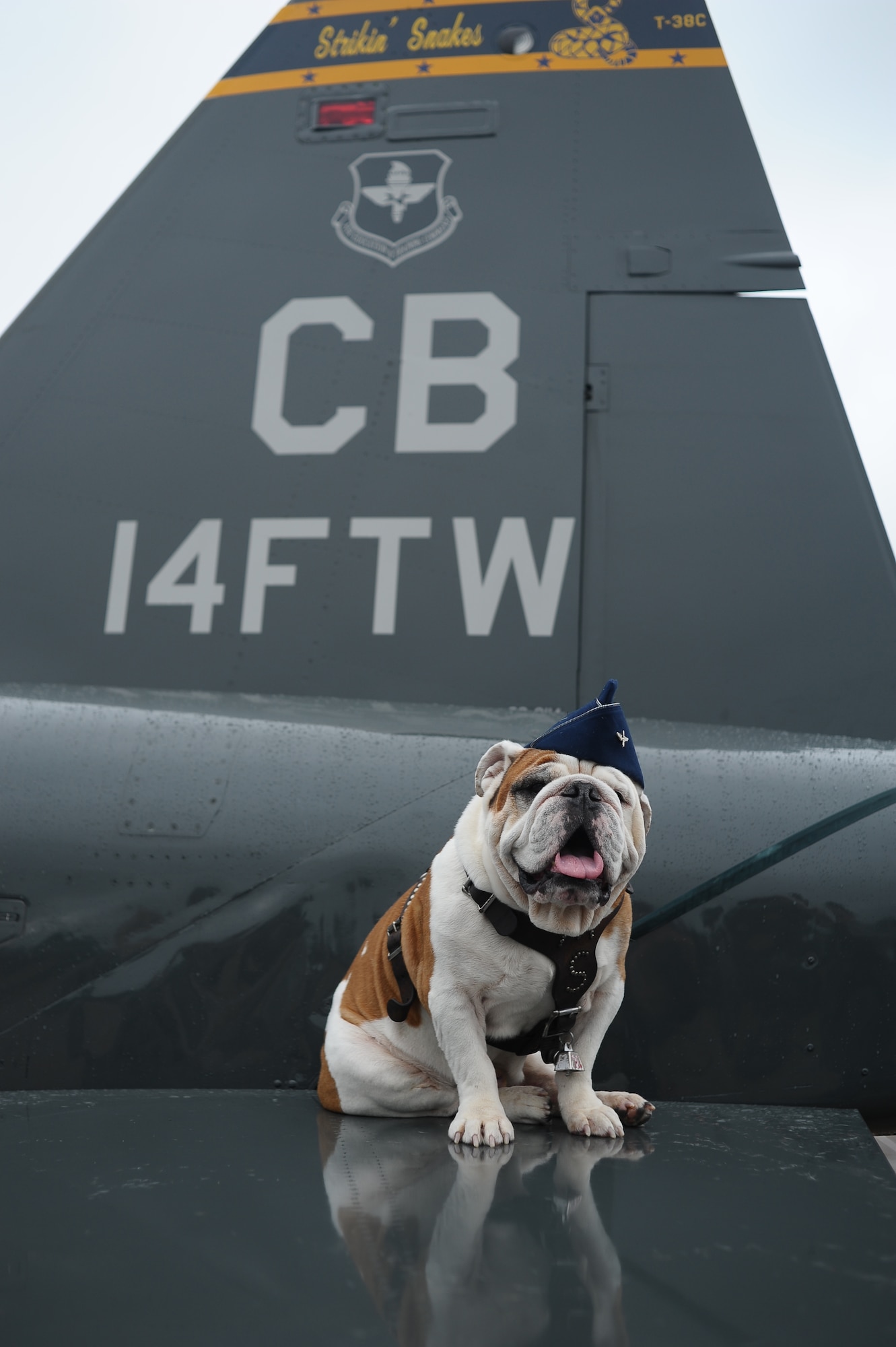 Bully, the Mississippi State University mascot, came to visit Columbus AFB August 13 for a promotional photo shoot. Seen here on the wing of the flag ship of the 14th Flying Training Wing, Bully (a.k.a. Champ) is here to kick off the Mississippi State University football season. The visit is at the request of the Mississippi State University Reserve Officer Training Corps cadre and cadets. (U.S. Air Force Photo)