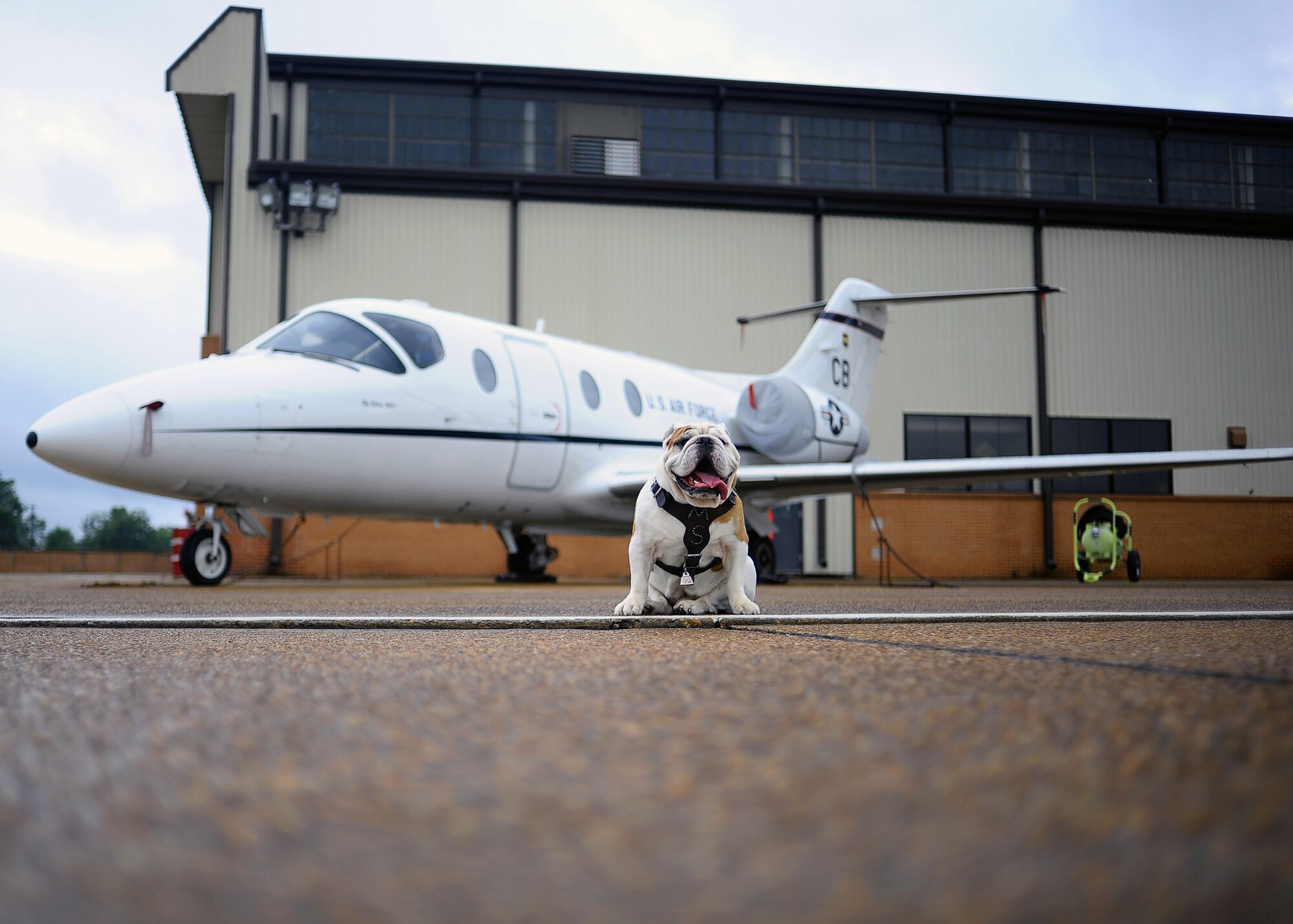Bully, the Mississippi State University mascot, came to visit Columbus AFB August 13 for a promotional photo shoot. Seen here relaxing in front of a T-1A Jayhawk,Bully (a.k.a. Champ) is here to kick off the Mississippi State University football season. The visit is at the request of the Mississippi State University Reserve Officer Training Corps cadre and cadets. (U.S. Air Force Photo)