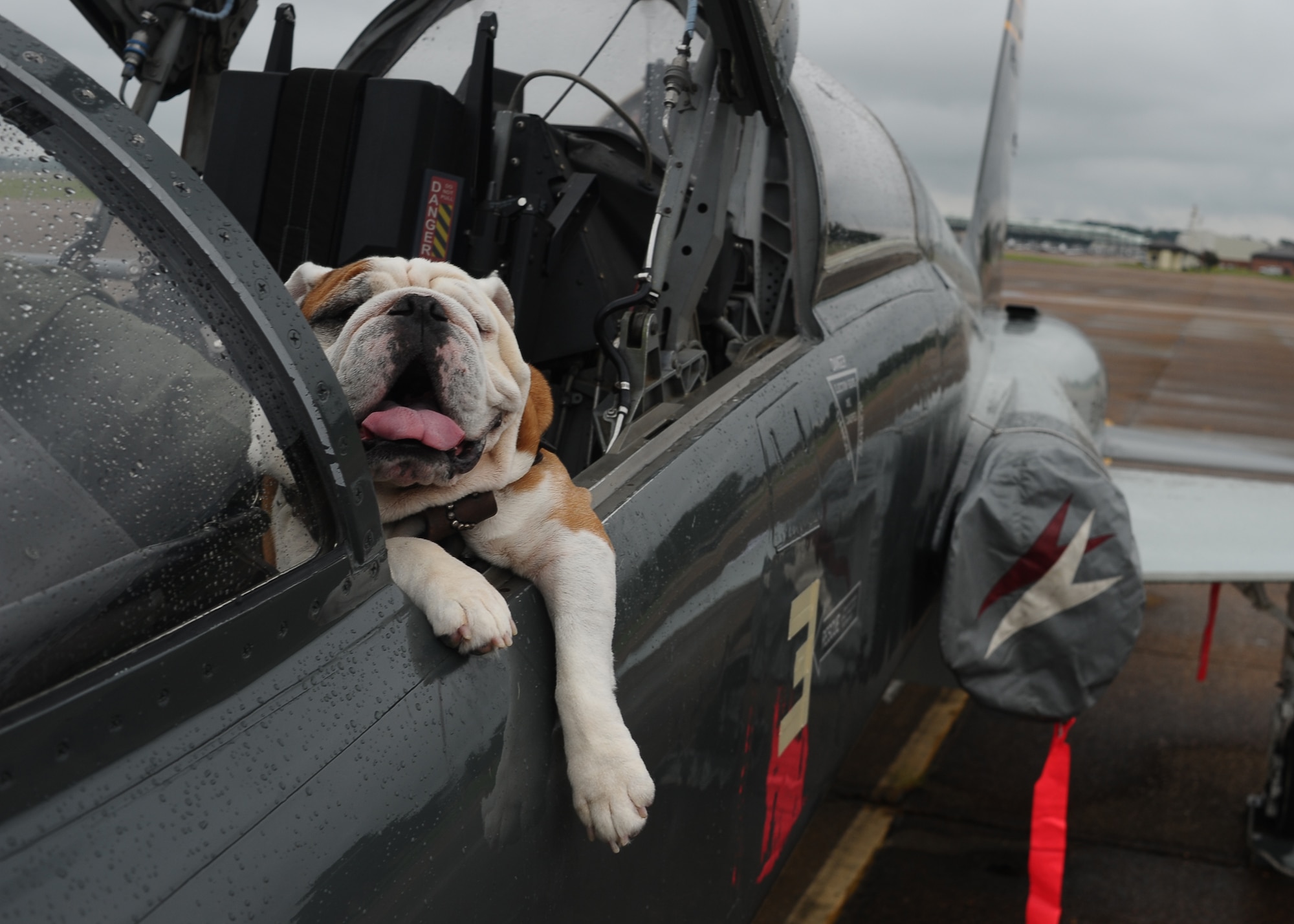 Bully, the Mississippi State University mascot, came to visit Columbus AFB August 13 for a promotional photo shoot. Seen here in the flag ship of the 14th Flying Training Wing, Bully (a.k.a. Champ) is here to kick off the Mississippi State University football season. The visit is at the request of the Mississippi State University Reserve Officer Training Corps cadre and cadets. (U.S. Air Force Photo)