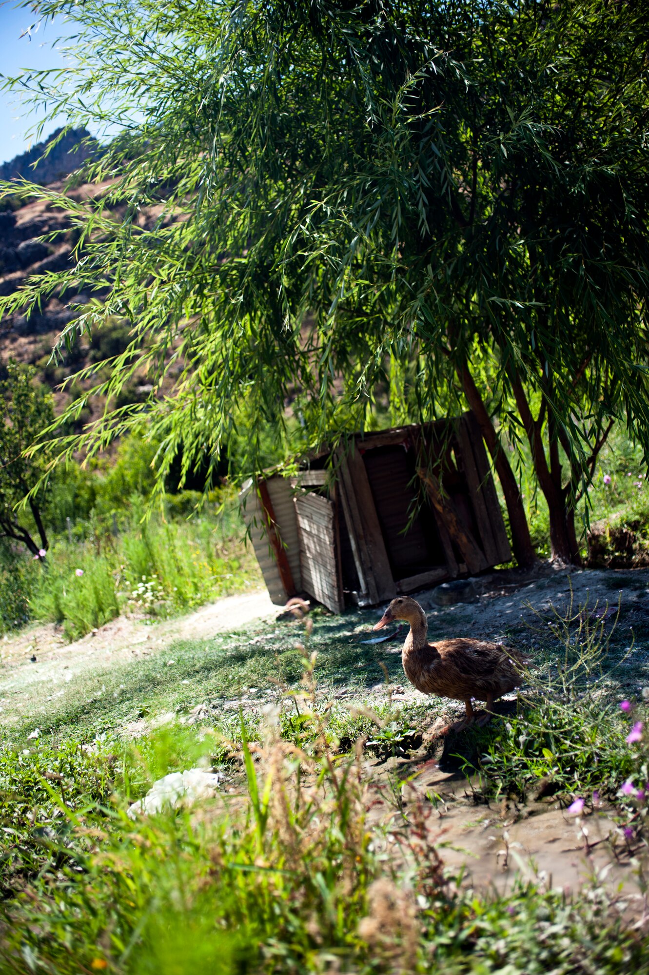 A duck waddles around Saklibahce Aug. 11, 2013, at Pozanti, Turkey. Several ducks and chickens waddle around the garden of Saklibahce. (U.S. Air Force photo by Senior Airman Daniel Phelps/Released)