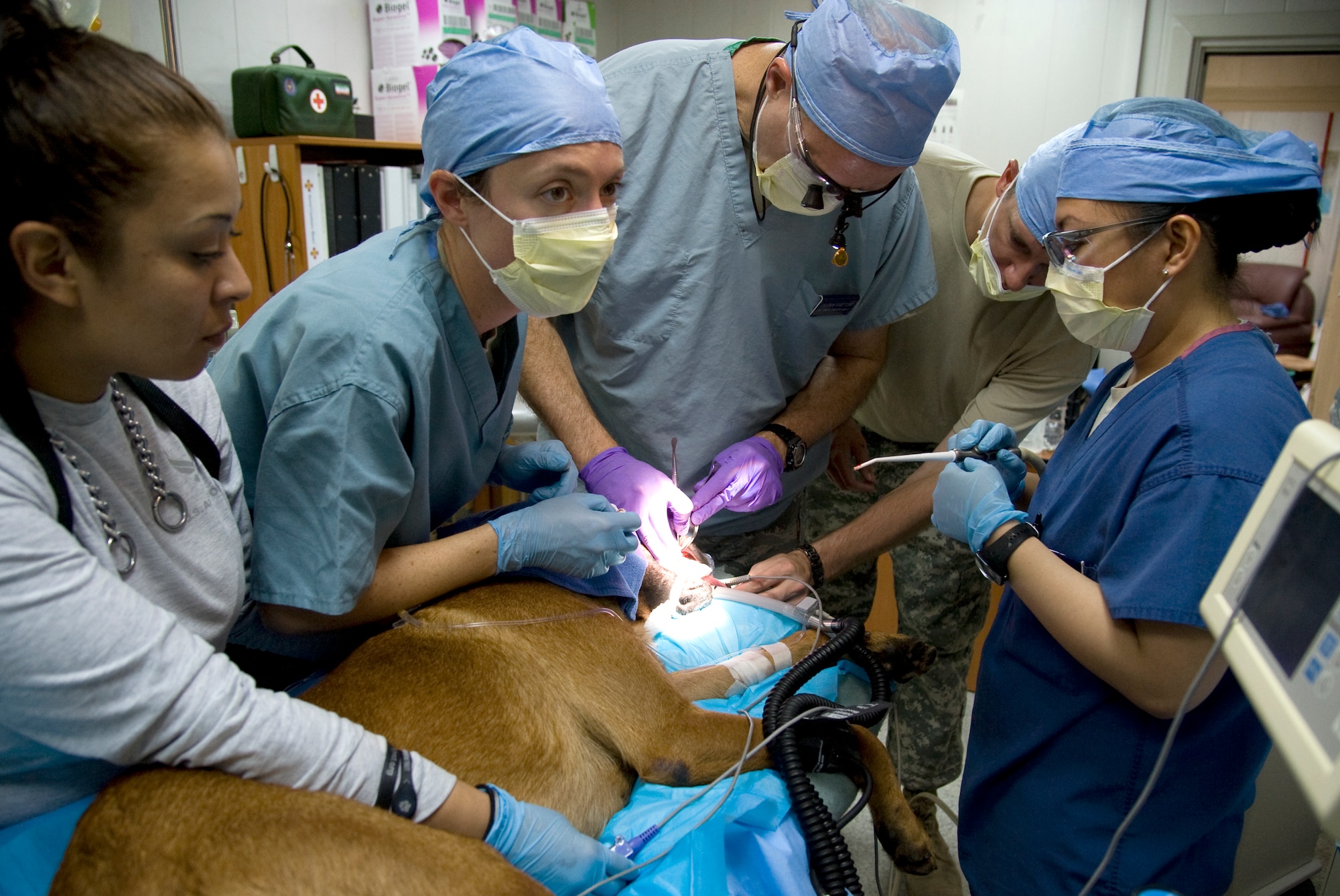 U.S. Army Capt. Lauren Richardson, 376th Expeditionary Security Forces Squadron veterinarian, center, and U.S. Air Force Col. Jon Dossett, 376th Expeditionary Medical Group dental chief, center, perform dental surgery on Ddewey, a military working dog at Transit Center at Manas, Kyrgyzstan, August 14, 2013. Richardson is a reservist deployed from the 949th Medical Detachment, Veterinary Services out of Ames, Iowa, and Dossett is deployed from Fort Sam Houston, Texas. Ddewey injured his tooth during a bite training exercise. Once fully recovered he will continue to work as he did prior to the injury. (U.S. Air Force photo/Staff Sgt. Krystie Martinez)