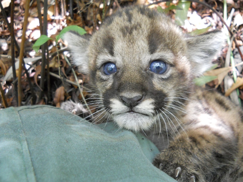 Panther biologists discovered this one-month old kitten, born to a rescued female that had been released into the Picayune Strand Restoration Project area January 31.