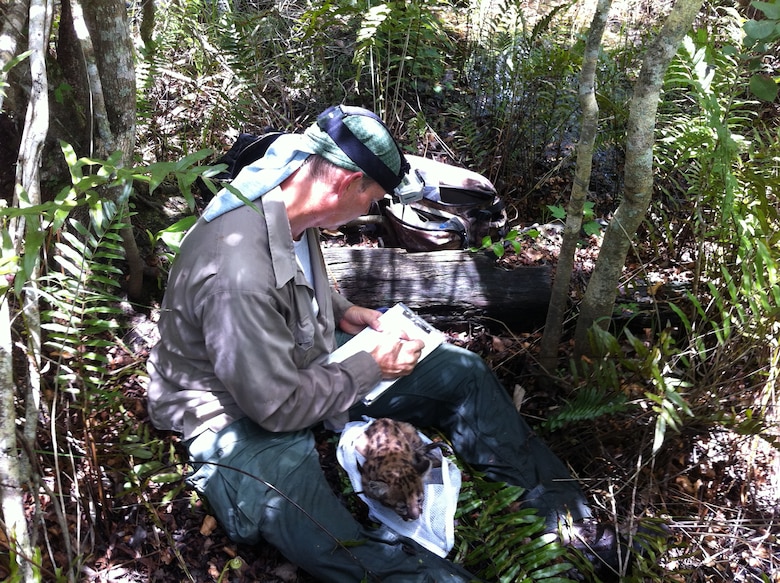 Once a kitten is discovered, it takes panther biologists like Mark Lotz and a veterinarian about 20 minutes to process a kitten while mom is away hunting. The workup includes determining the kitten’s sex, weight and measurements; de-worming; administering feline vaccinations; inserting a microchip transponder; performing a biopsy and taking hair and other samples.