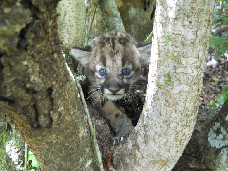 This panther kitten was discovered in the Fakahatchee State Park Preserve, just east of the Picayune Strand Restoration Project area.