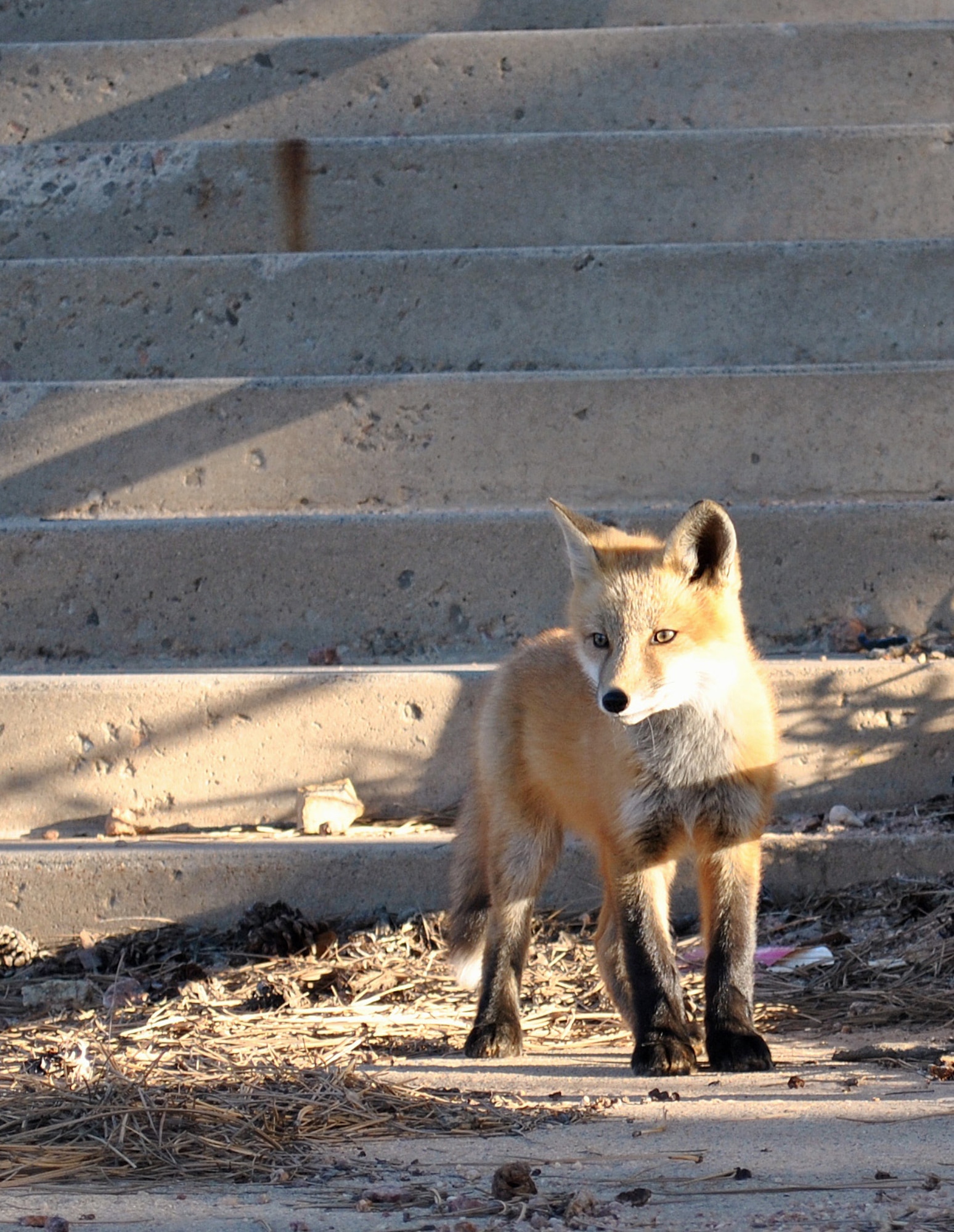 A fox stands on a staircase near the Terrazzo at the Air Force Academy May 30, 2011. Academy public health officials have asked residents on base to keep an eye out for foxes behaving erratically after two foxes in the Broadmoor area of Colorado Springs, Colo., tested positive for rabies in August 2013. (U.S. Air Force photo/Cadet 1st Class Kyle Palko)
