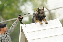 Staff Sgt. Christopher Averill, 5th Security Forces Squadron military working dog handler, leads his 5-year-old German Sheppard Kety over an A-frame obstacle the 2013 North Dakota Peace Officer Association K-9 Police Trials at Minot Air Force Base, N.D., Aug. 14, 2013. In addition to competing against others from their squadron, Averill and Kety competed against handlers from state and local law enforcement agencies as well as security forces handlers assigned to Grand Forks Air Force Base, N.D. The course tested teamwork between handlers and K-9s in addition to serving as a chance for them to exchange advice and techniques. (U.S. Air Force photo/Airman 1st Class Stephanie Sauberan)